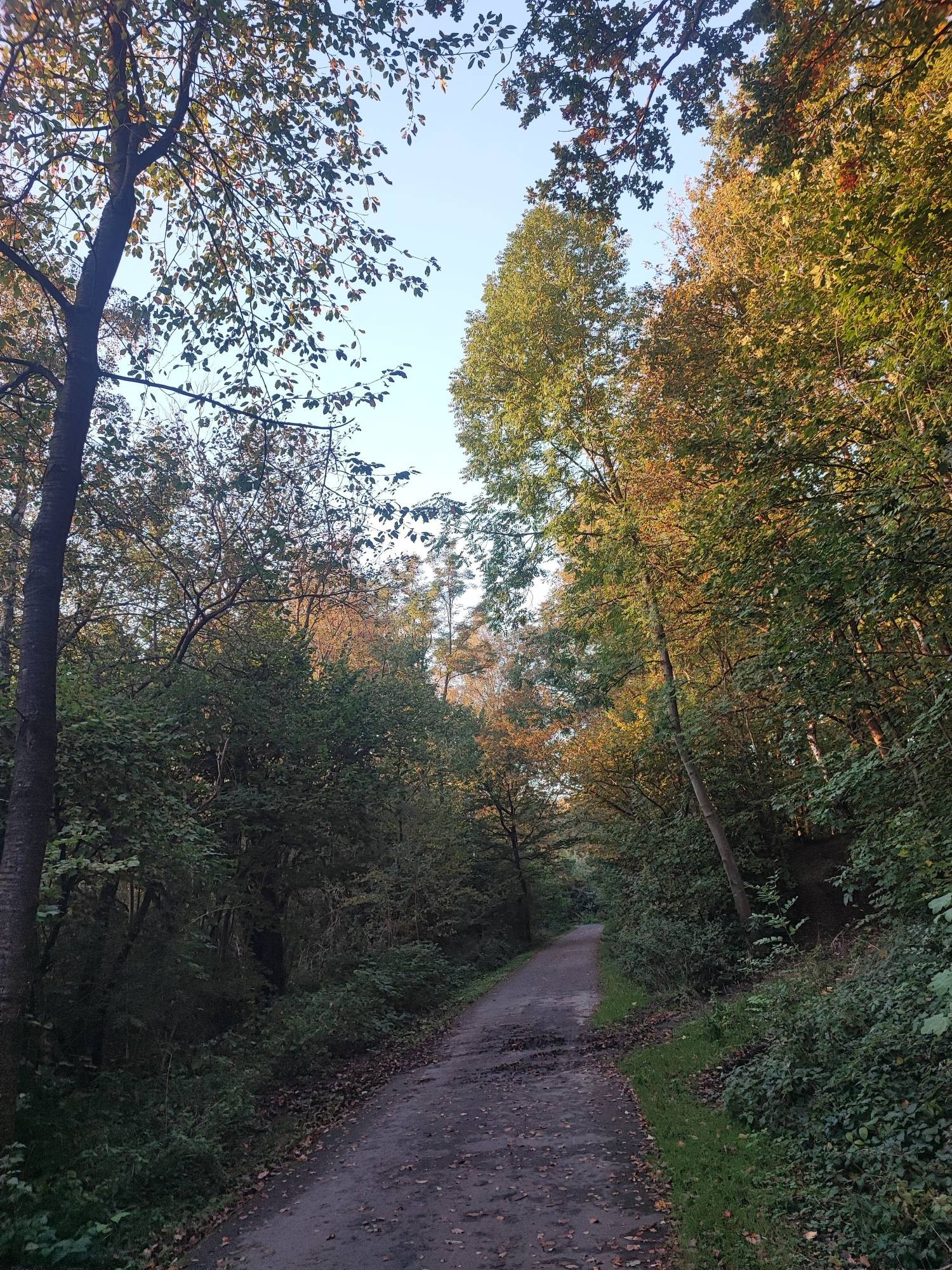 In der Mitte ist die Nordbahntrasse in der Nähe von Schee zu sehen. Rechts und links von der Trasse stehen Bäume mit bunte Herbstfarben.