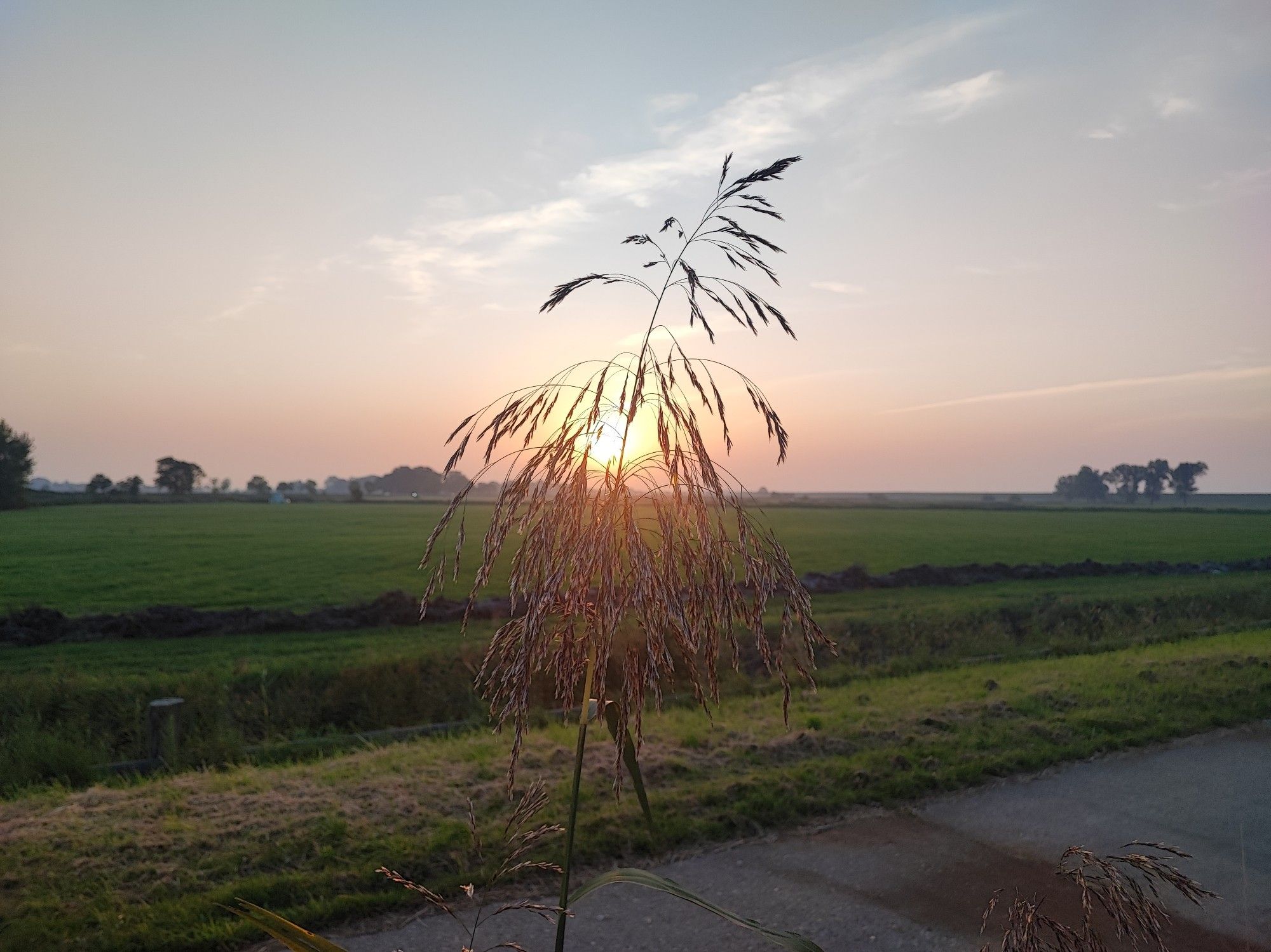 Der Grüne Polder an der Dollart. Durch ein Kornpflanze ist die Sonne zu sehen.