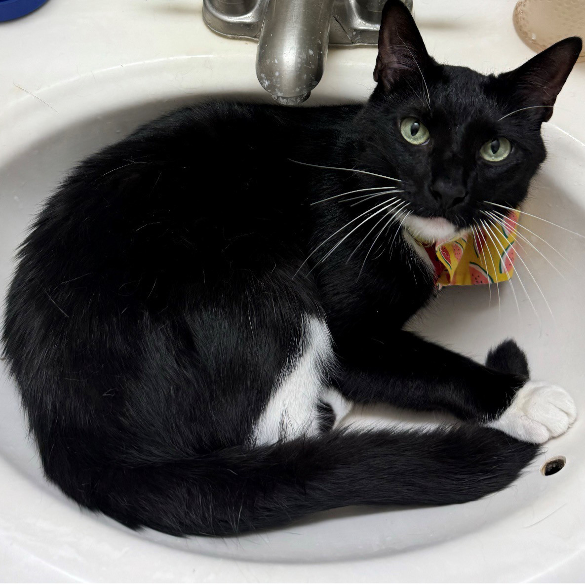 a cat in a sink