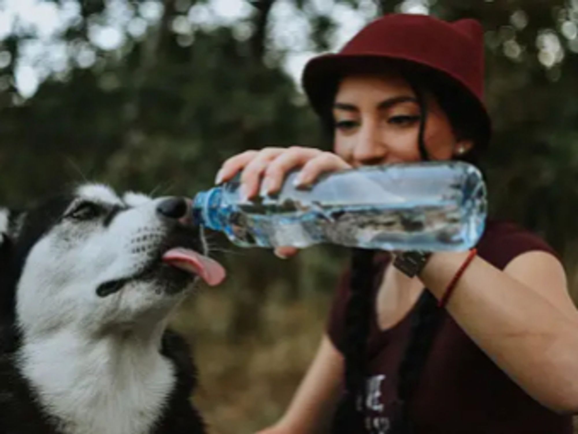 a dog owner gives their pet bottled water