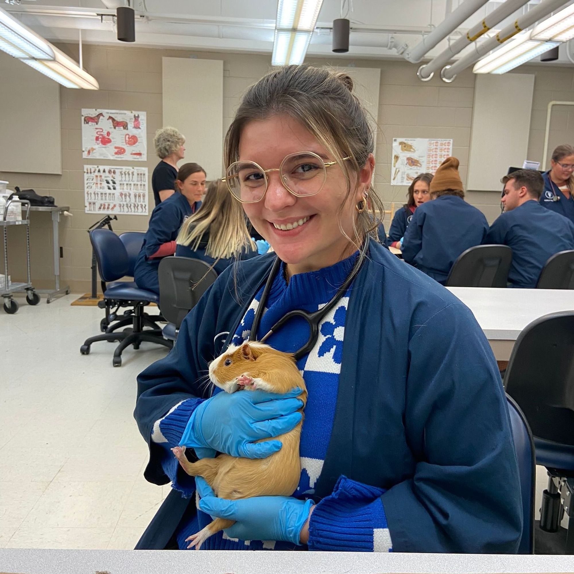 Another second-year DVM student at Purdue University College of Veterinary Medicine is captured smiling at the camera, wearing blue gloves and a blue sweater with a white pattern. She's holding a golden guinea pig gently against her chest in a classroom setting, demonstrating hands-on experience in animal care.