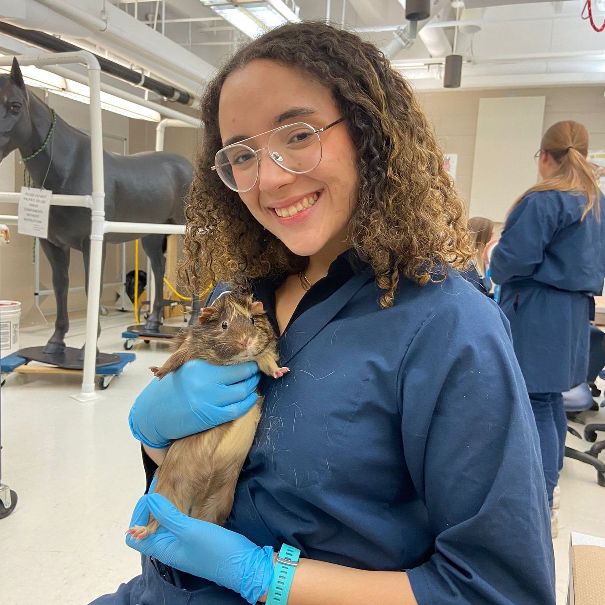 A second-year DVM student at Purdue University College of Veterinary Medicine, with curly hair and glasses, is smiling and holding a small brown and white guinea pig. She's wearing a navy blue scrub top and blue gloves, standing in a classroom with veterinary models in the background, showcasing a practical learning environment.