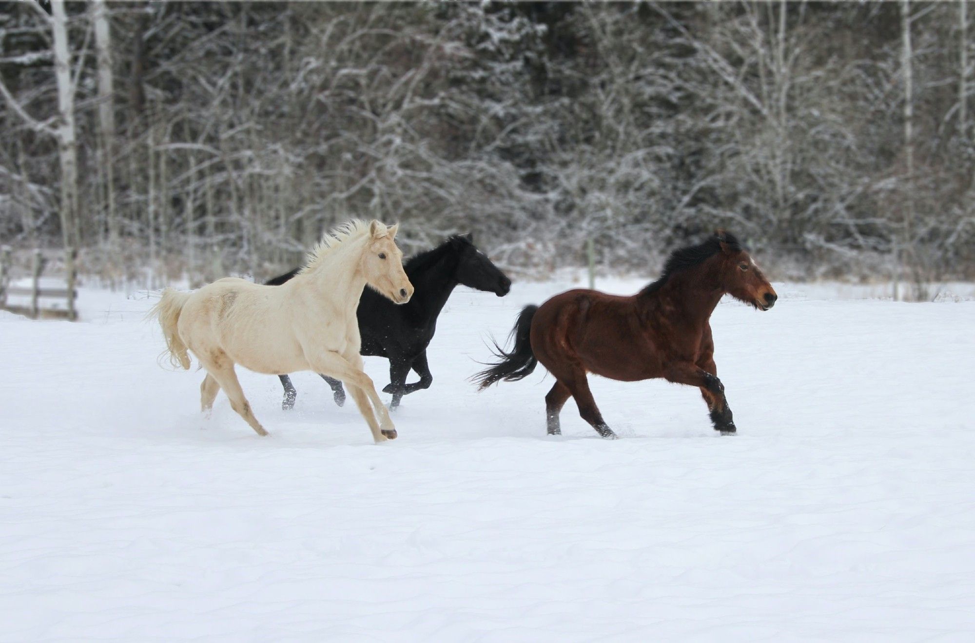 3 horses running in the snow.