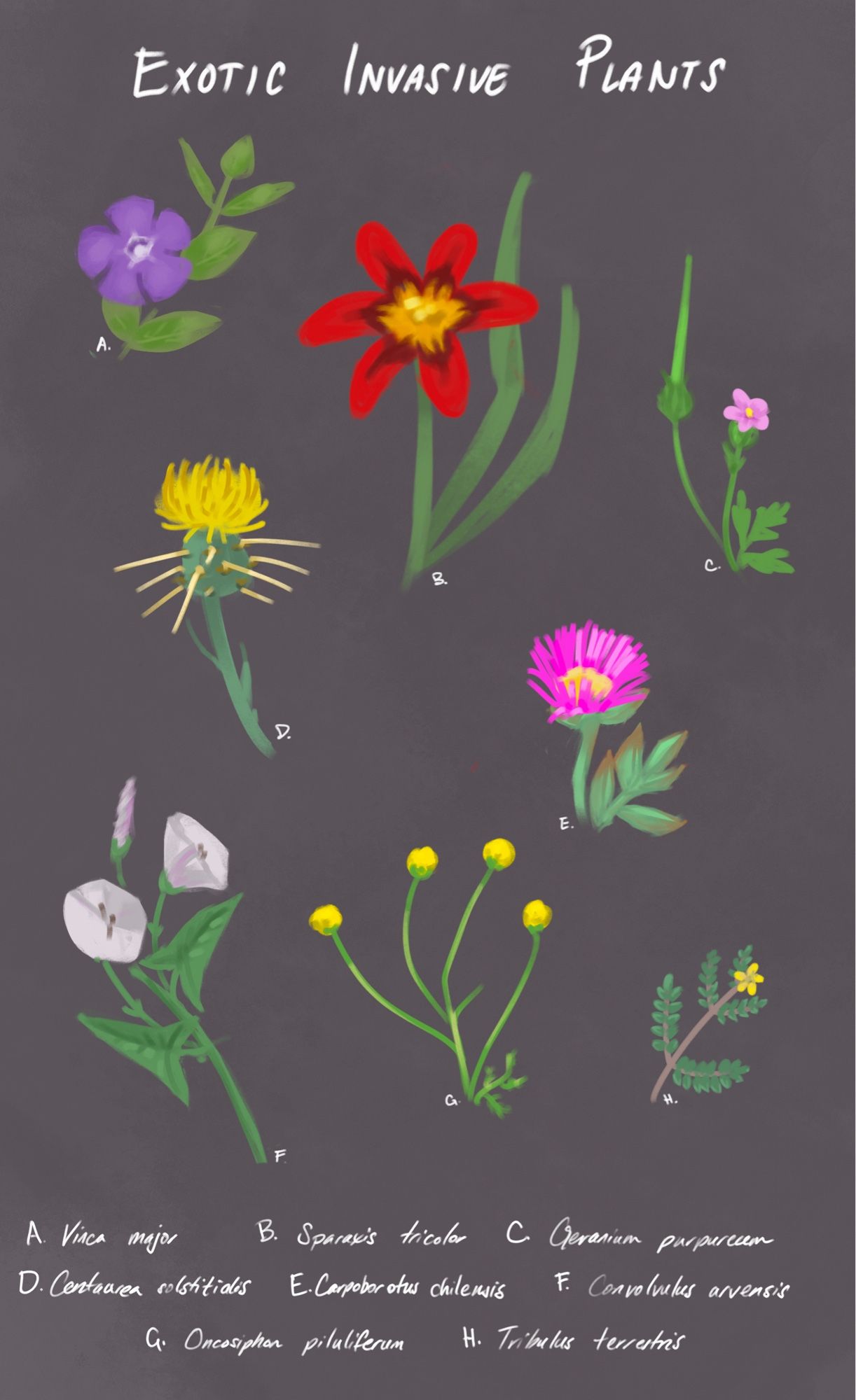 A lineless painting in the vague style of old botanical prints, depicting a variety of colorful but ultimately noxious weeds, including periwinkle, yellow star thistle, ice plant, bindweed, stinknet, and puncture vine.