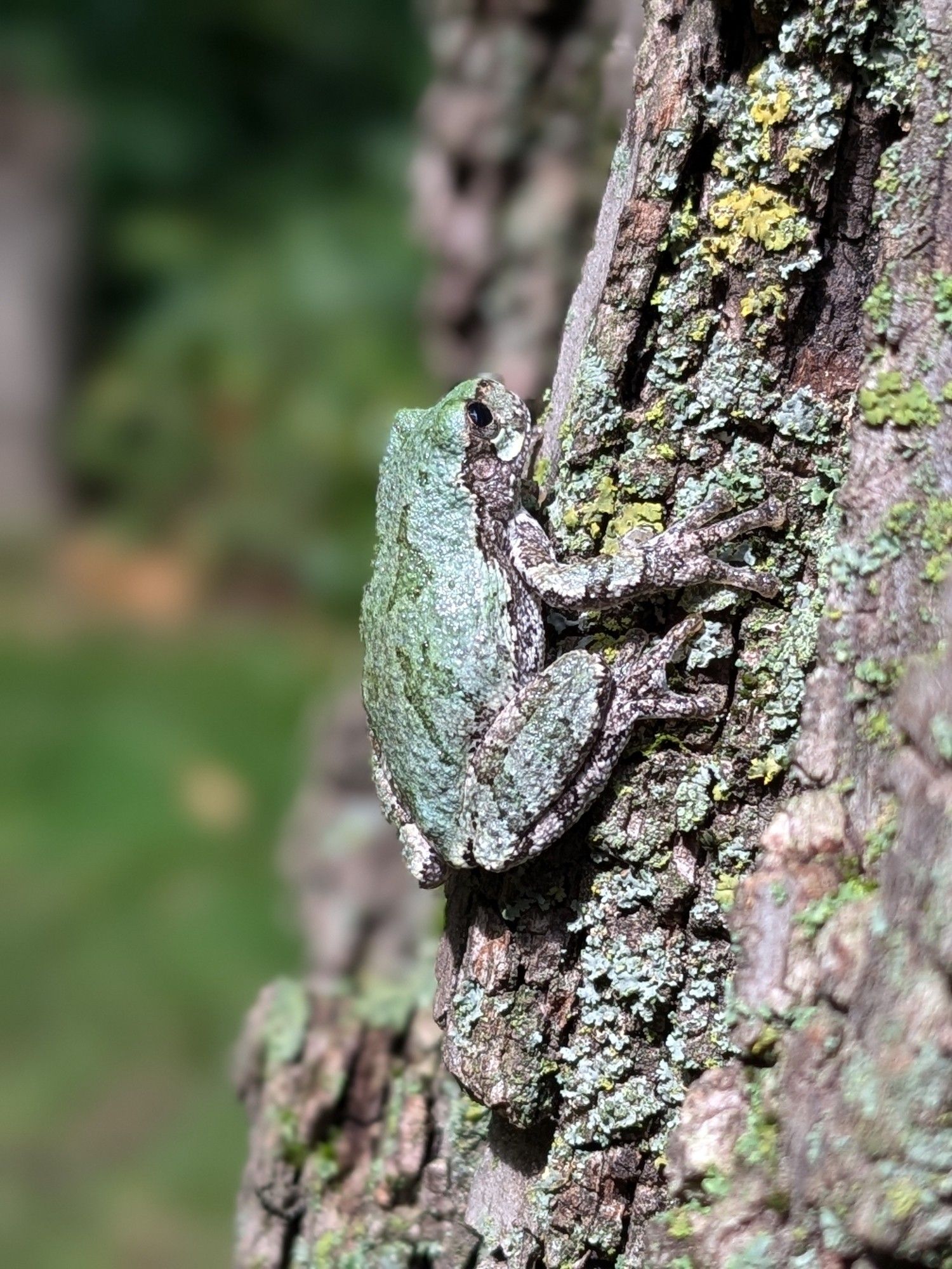 A treefrog with a pale lichen green back and mottled gray sides, hanging onto tree bark.