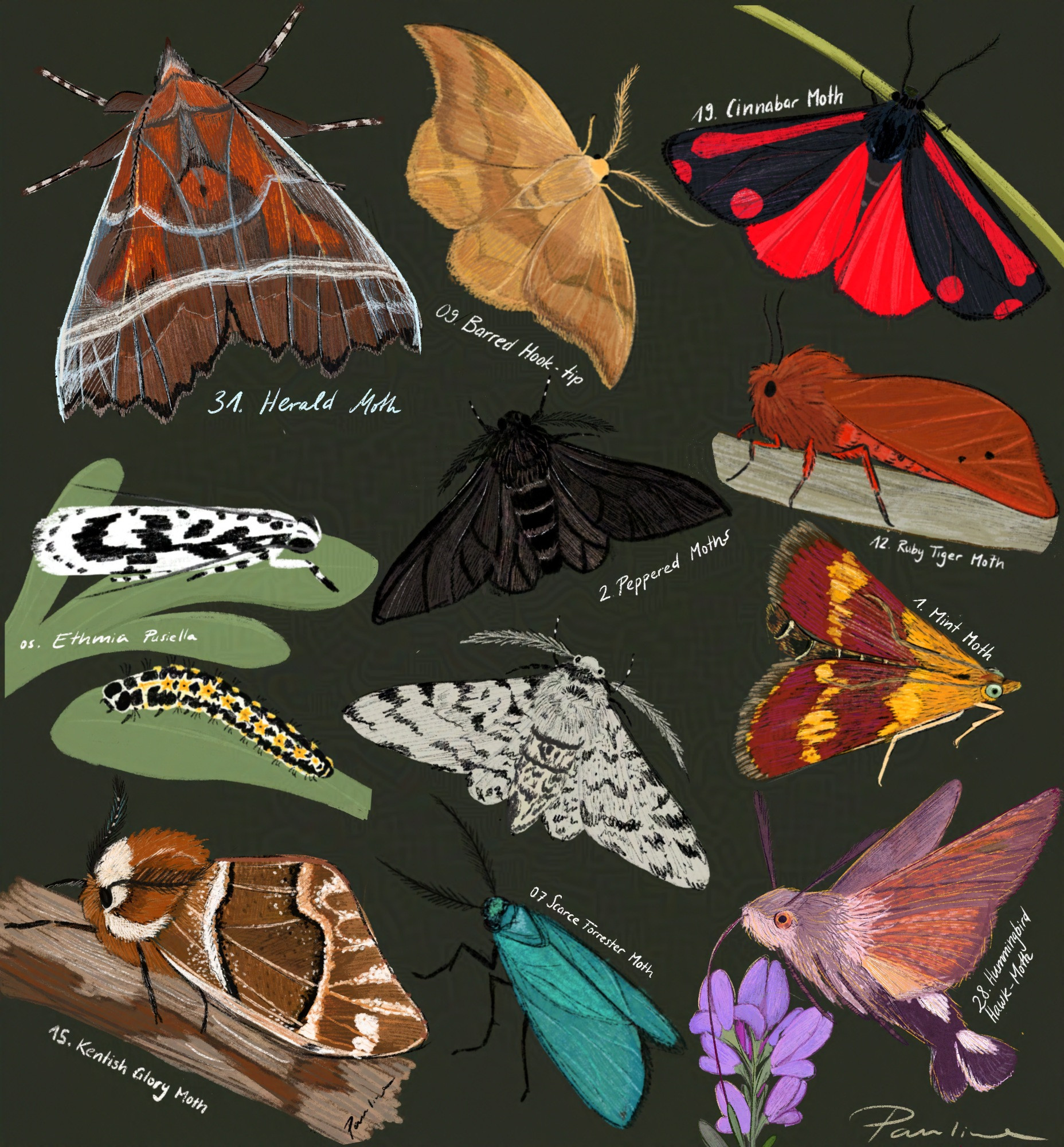 A digital drawing showing 12 different moth species from the #mothmay list in front of a neutral dark green background. 