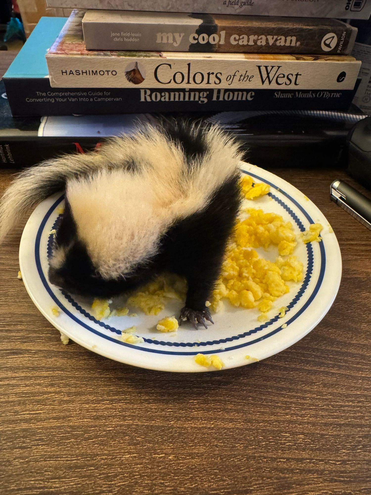 A baby skunk sitting in scrambled eggs and eating them for breakfast.