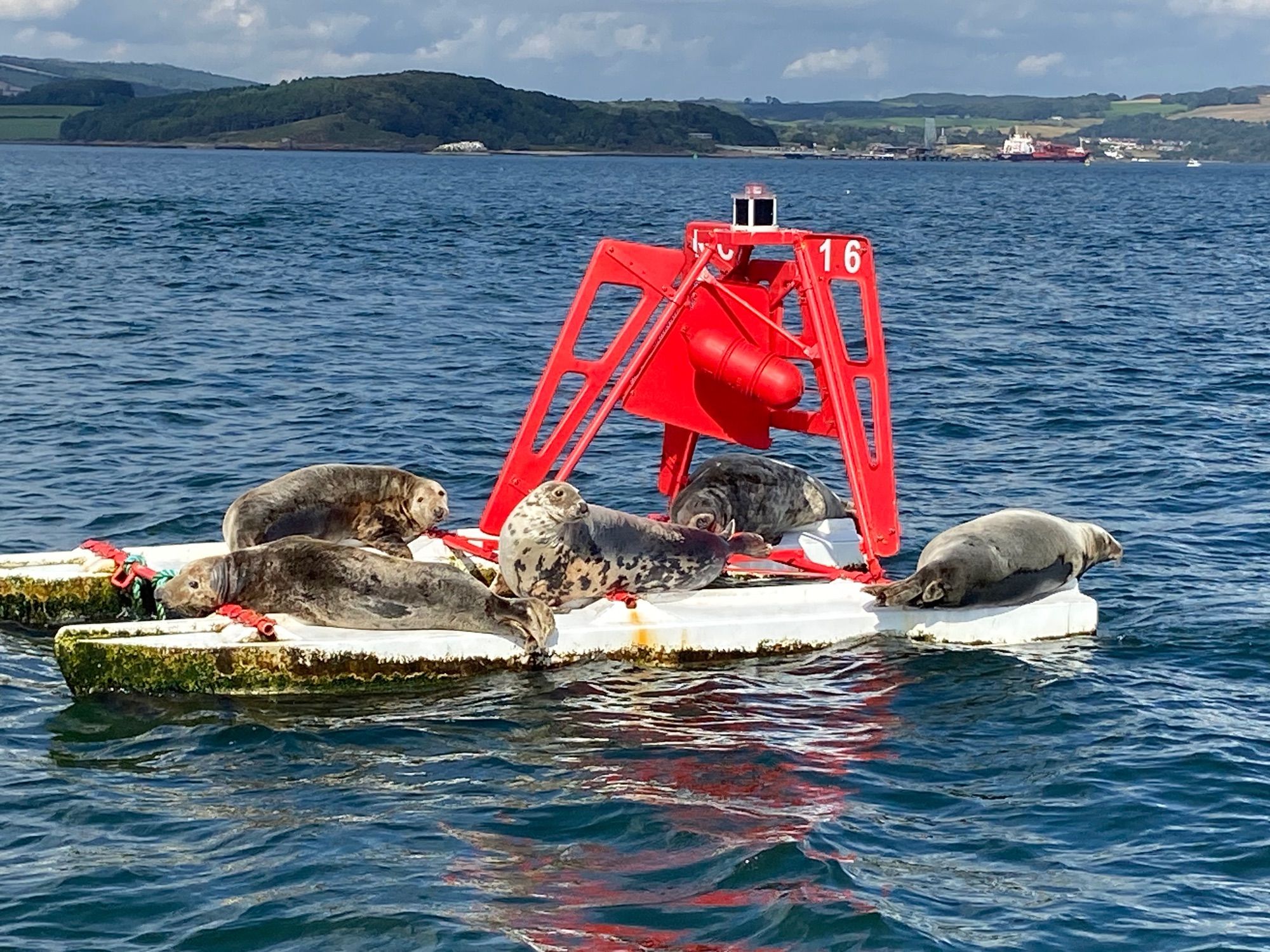 Seals basking on a buoy.