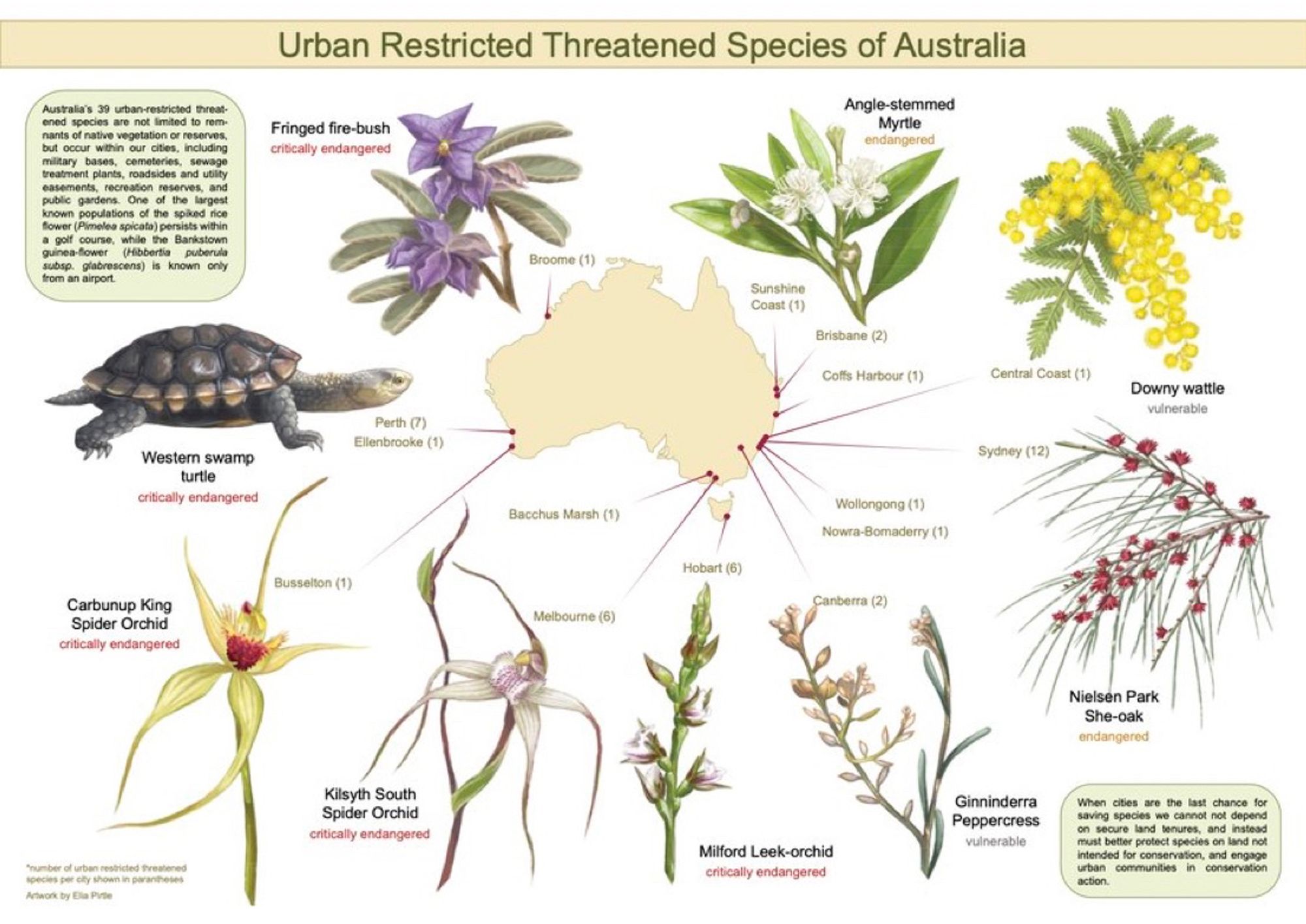 A map of Australia showing the locations of threatened species that only occur in cities. Some plants and animals illustrated. By Elia Pirtle