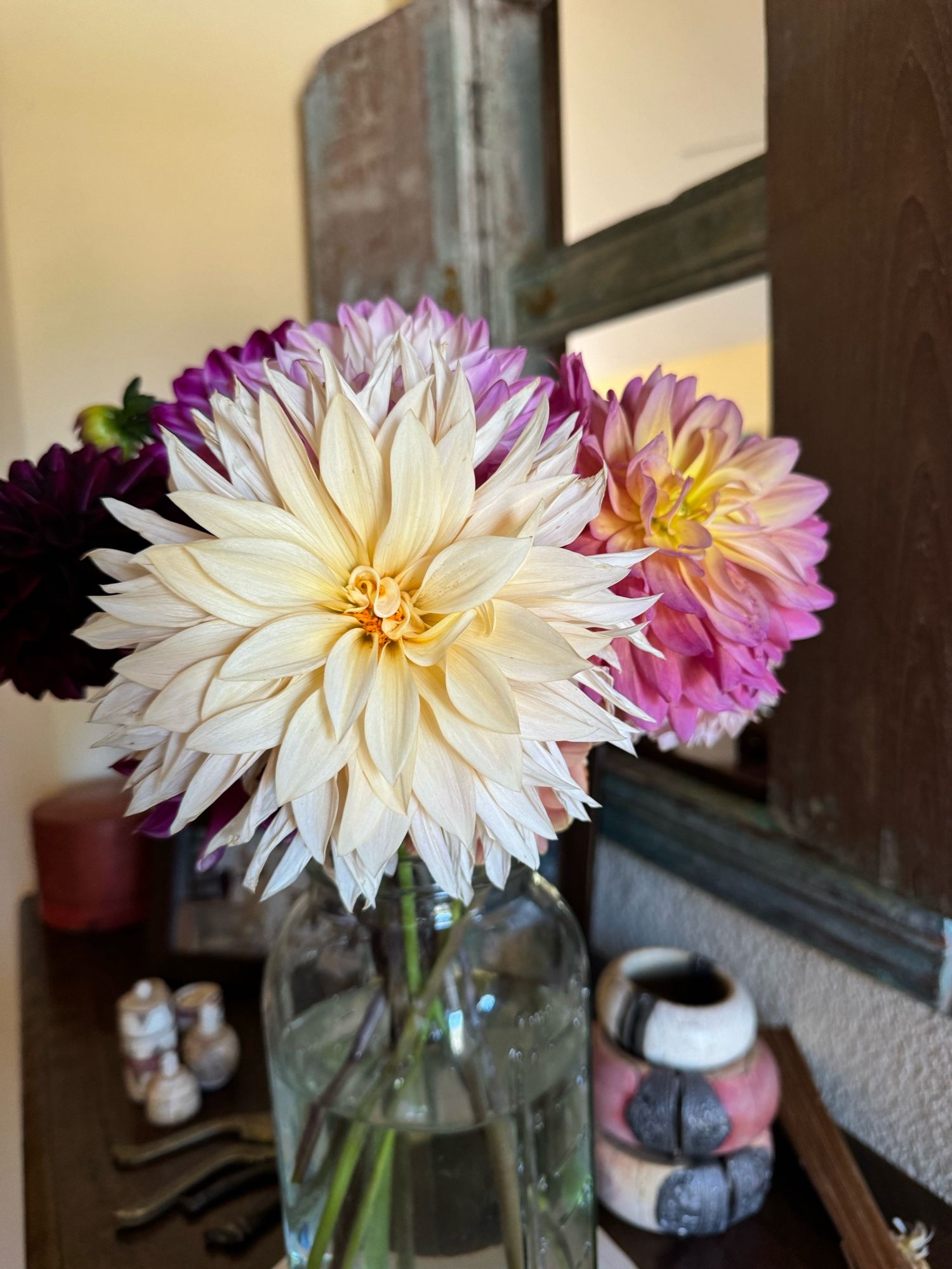 Dahlias