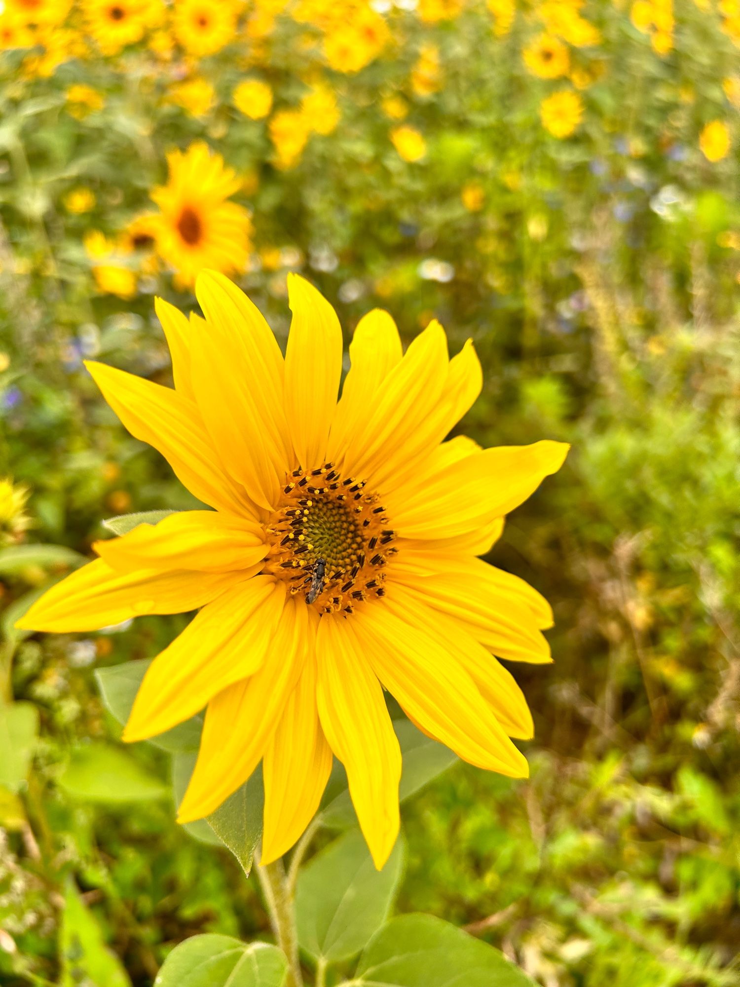 Sunflower and bee 🐝