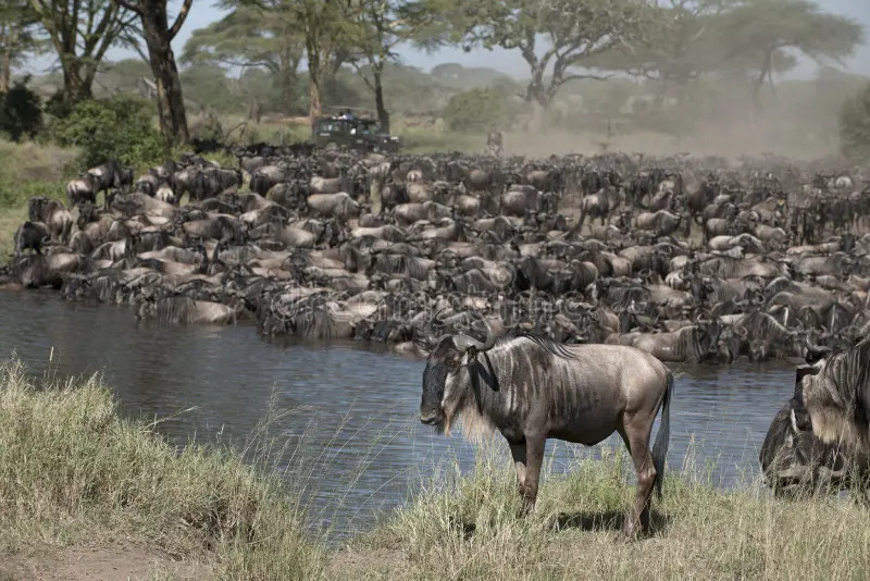 Herds of wildebeest?