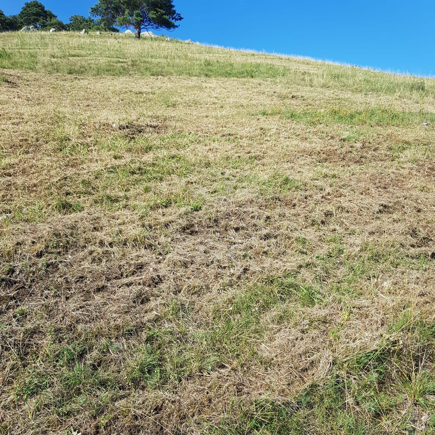 gemulchter Kalkmagerrasen im Hochsommer, alles vertrocknet