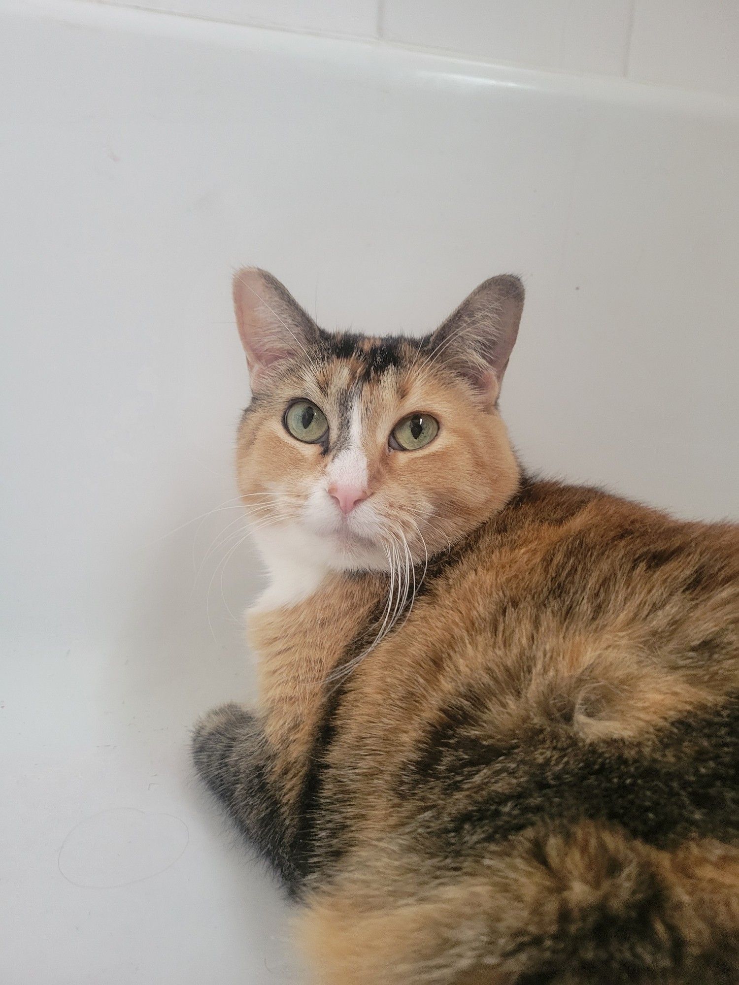 Calico cat looking up with big round green eyes as she's laying in the bathtub