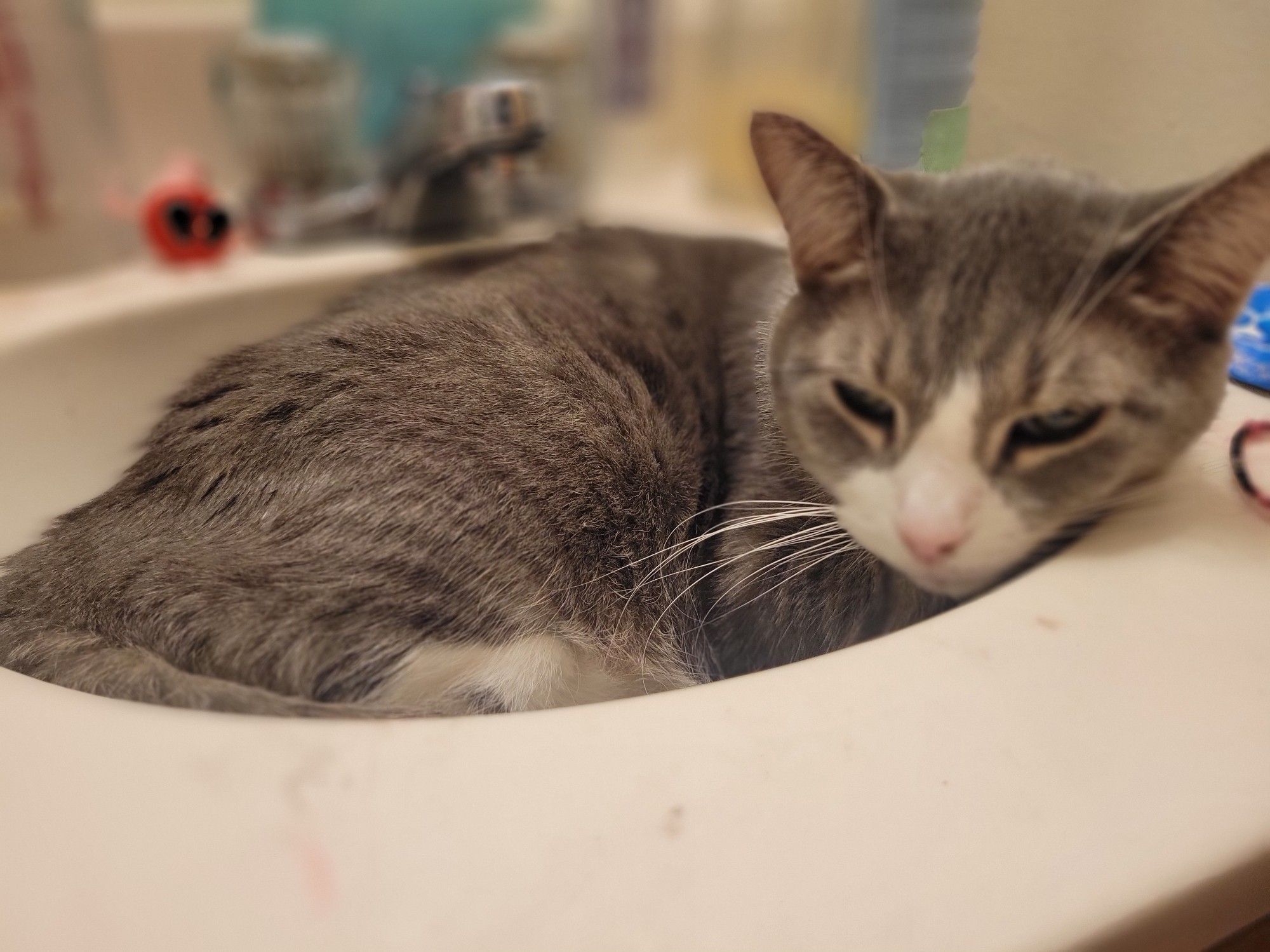 Grey and white cat glaring at me as he lays in the bathroom sink