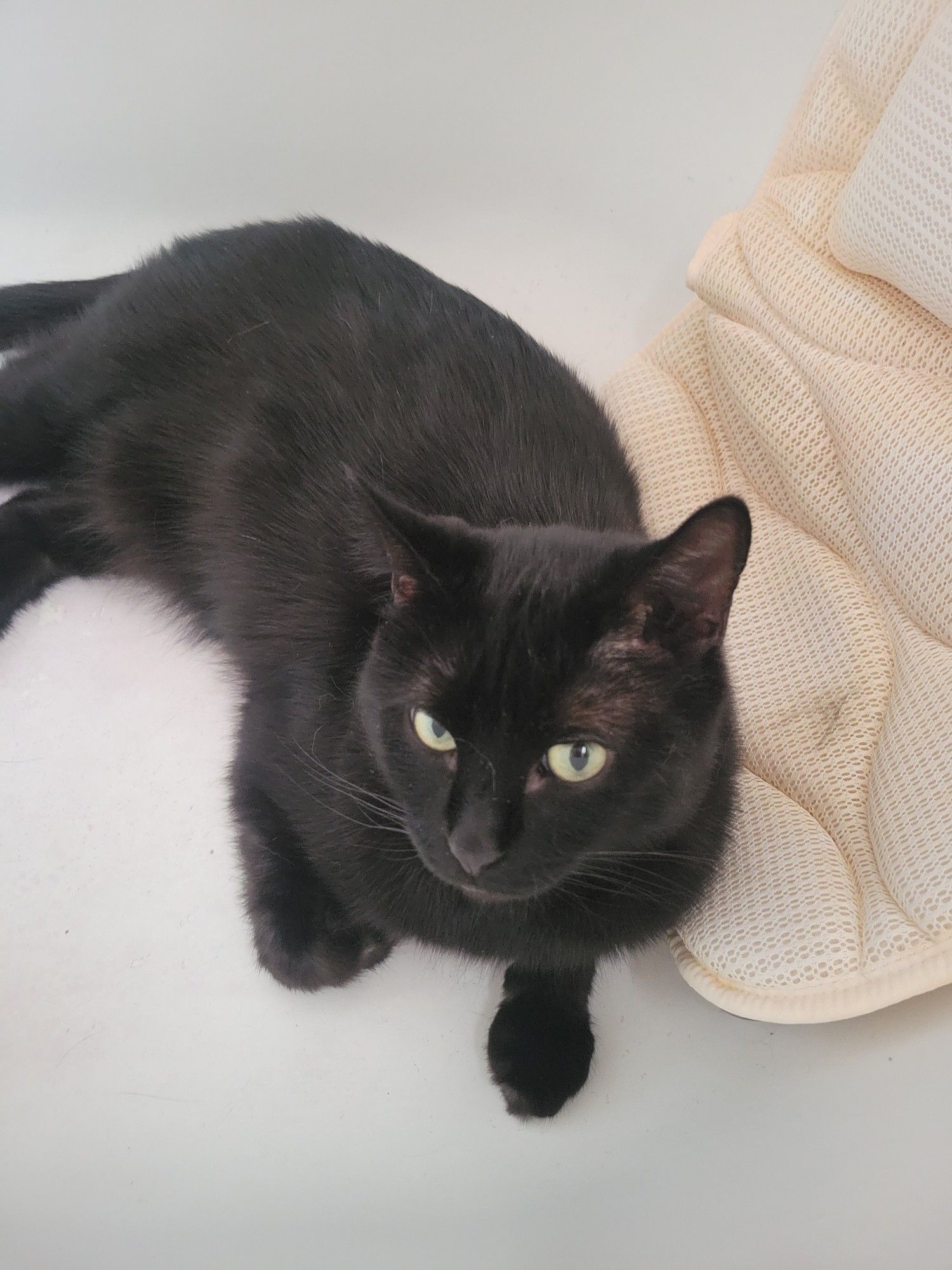 Black cat laying in bathtub slightly leaning against a bath pillow