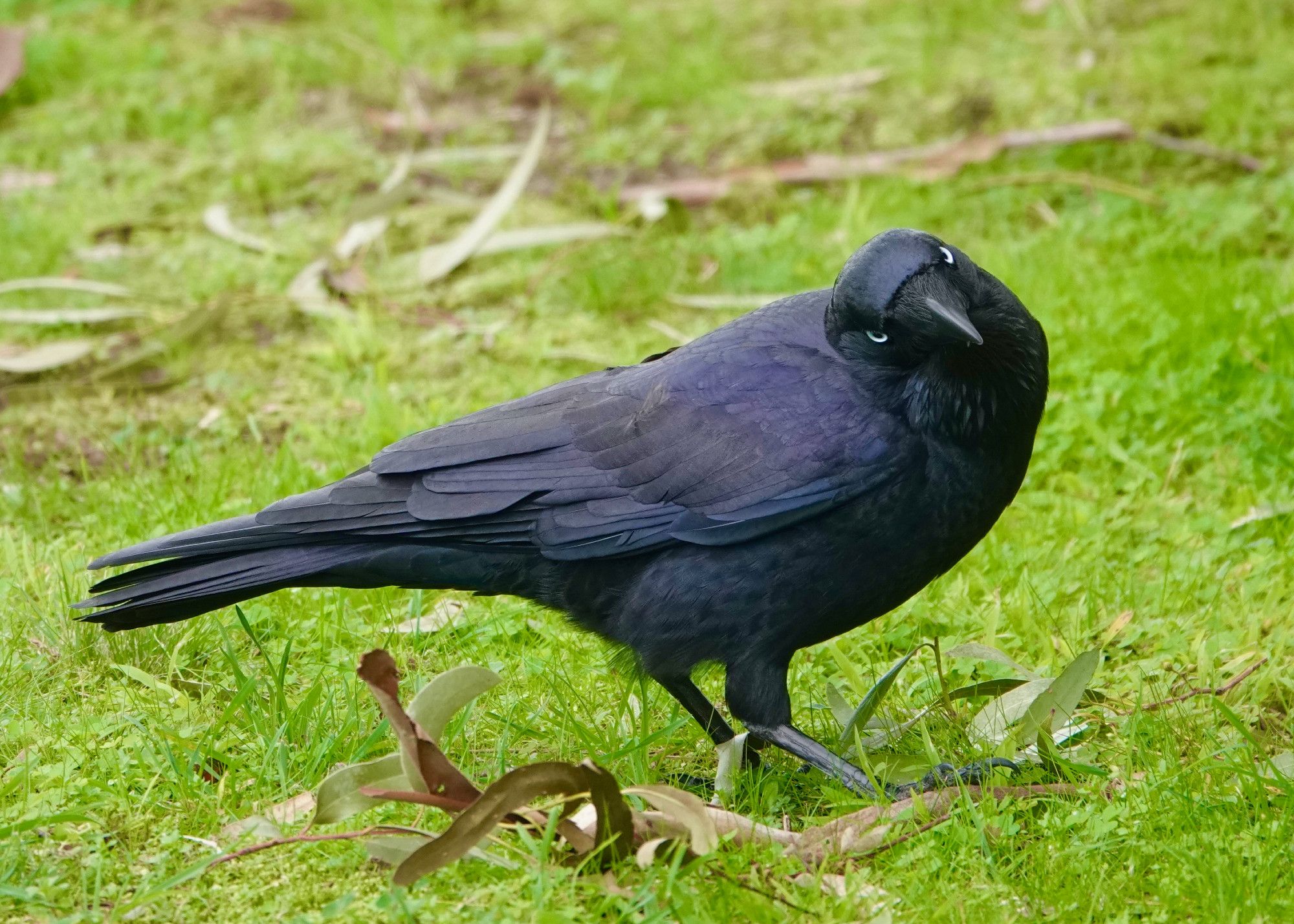 An all black Little Raven with bright white eyes is standing on bright green grass, with its head cocked to one side and appearing to stare at the camera. This give is a "quizzical" or comical look.