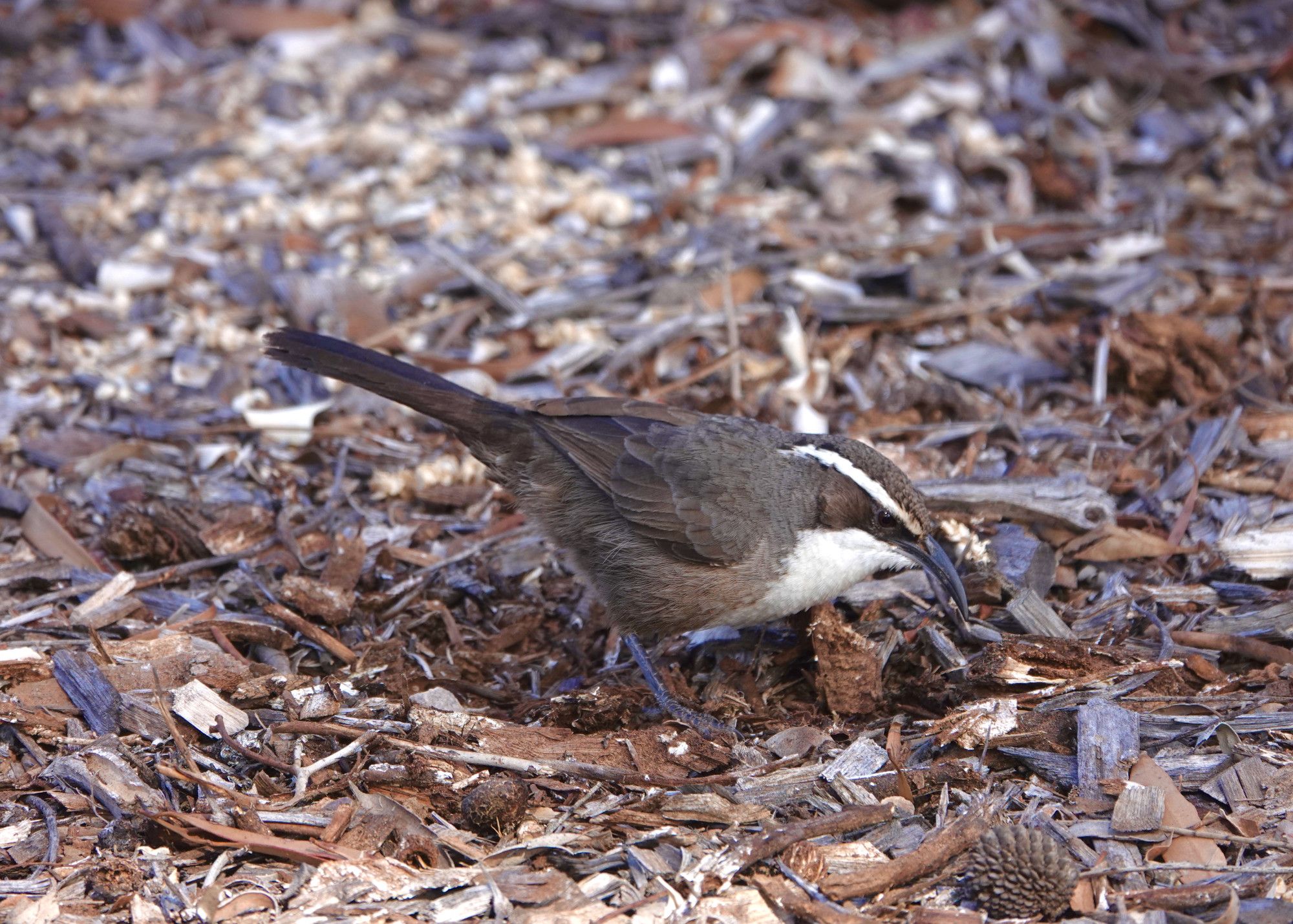 A brown songbird with a white throat, white eyebrow and a long bill is tipped forwards foraging in leaf litter in an arid eucalyptus woodland.