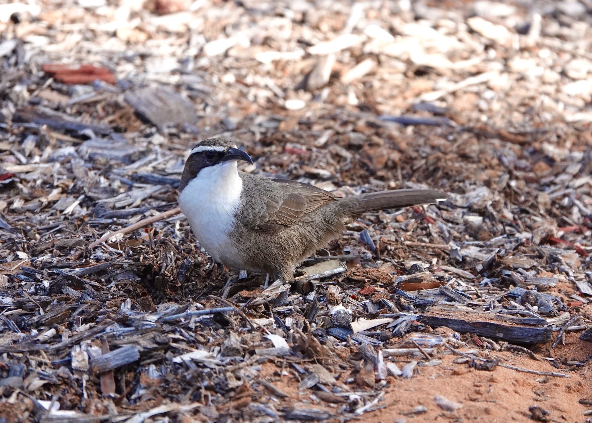 A brown songbird with a white throat and white eyebrow and long curved bill is standing on bark mulch on the ground. Its head is turned to its left side and it appears to be looking at something in the distance.