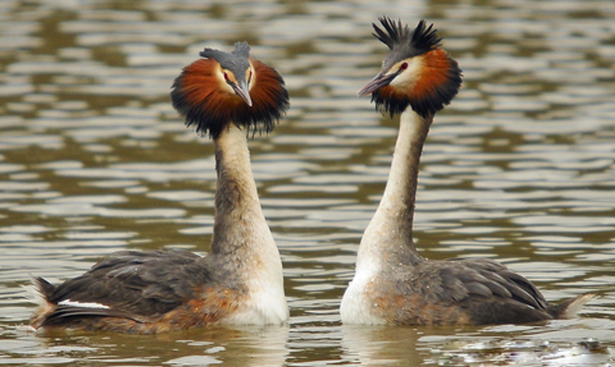 Crested Grebes, summer plumage. Ombre lion's mane and a pair of ear tufts. Also not my image