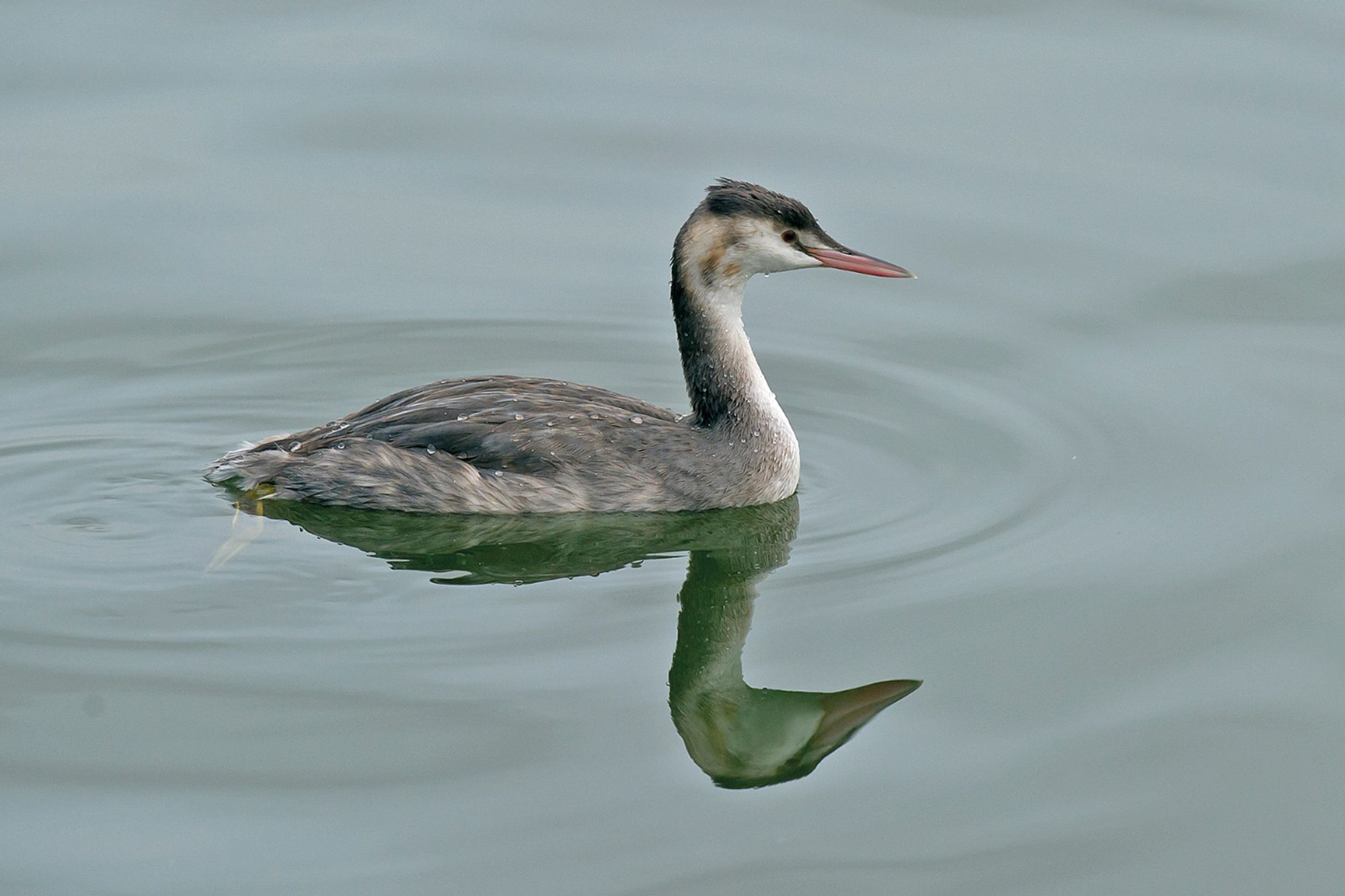 Crested Grebe, Winter plumage. Smooth, understated, elegant, not my pic