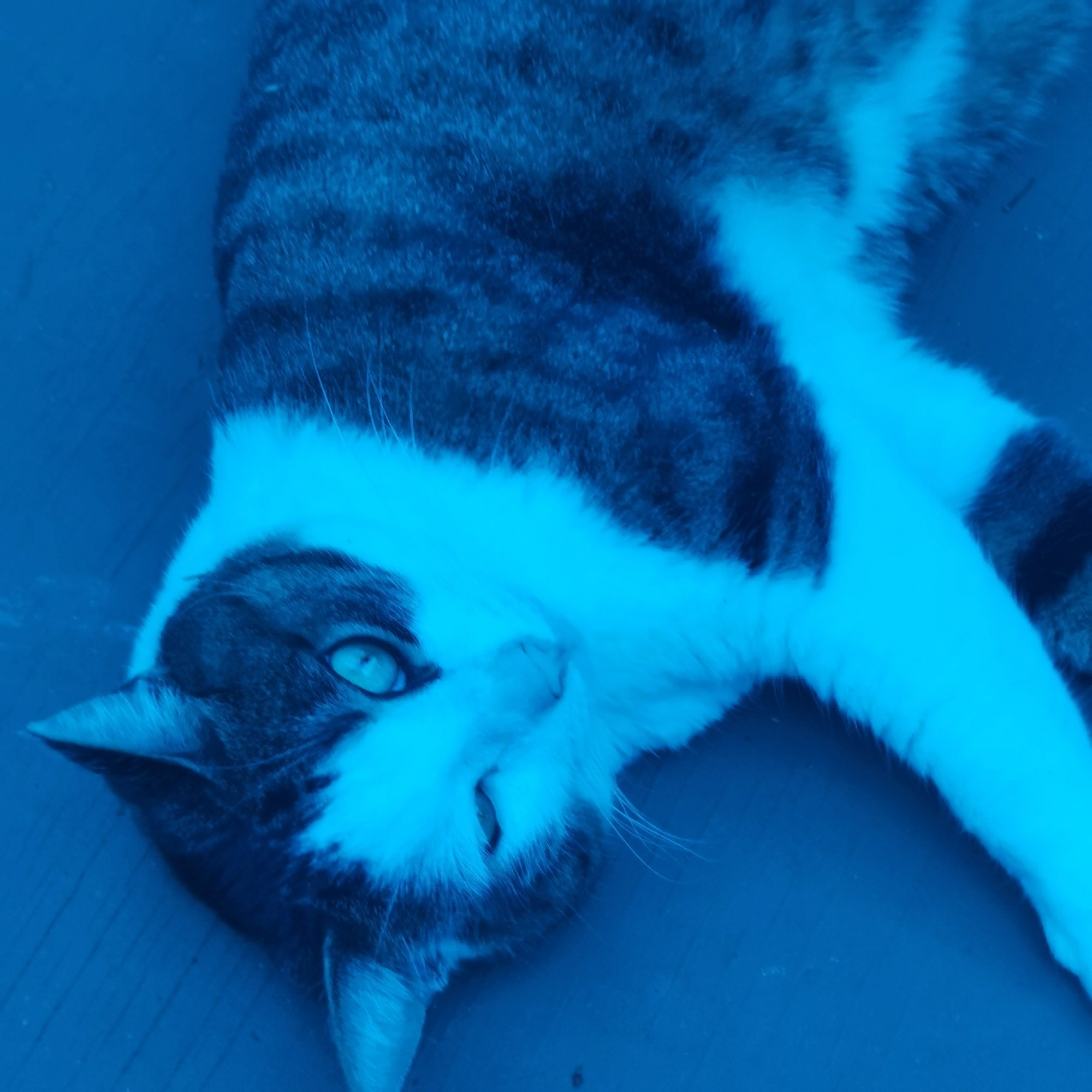 Cat looking at camera while lying on his back looking cute. Bathed in blue light.