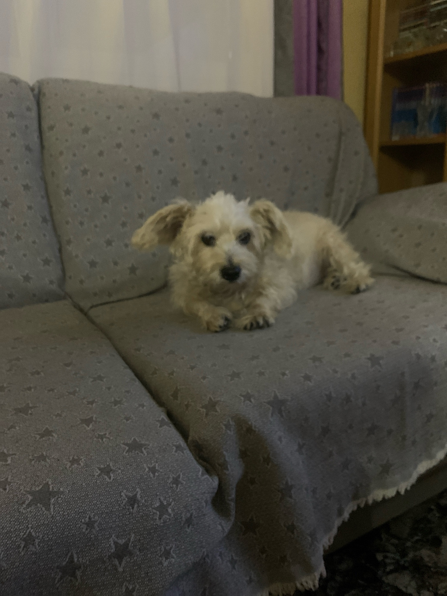 A mixed White Highland Terrier with corgi is just have a nice rest on a grey sofa. The dog's name is Warning. He is really old (16 y/o) and looking at the camera. 10/10 baby