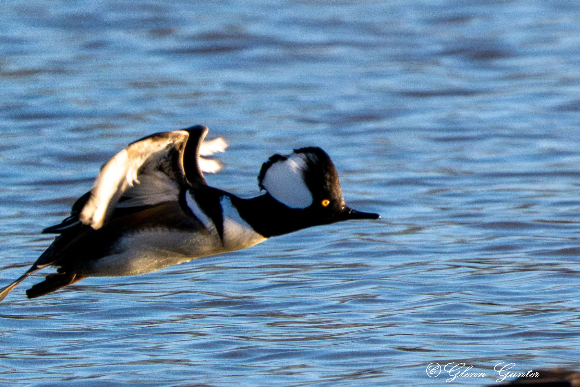 A male Hooded Merganser Duck in flight over water.