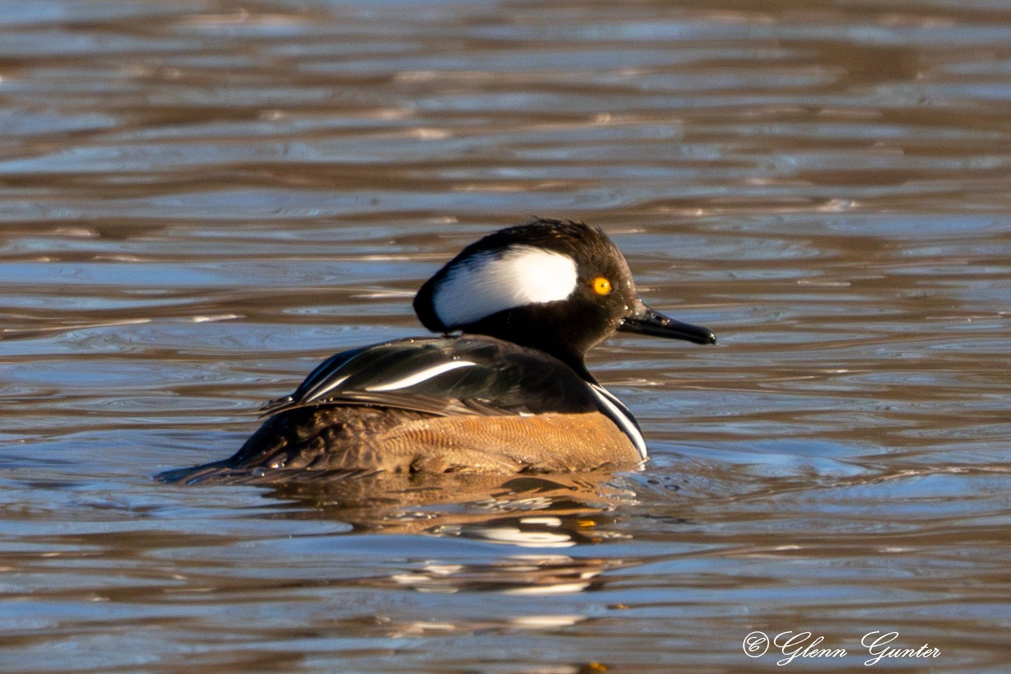 A Hooded Merganser Duck in a pond (lake).