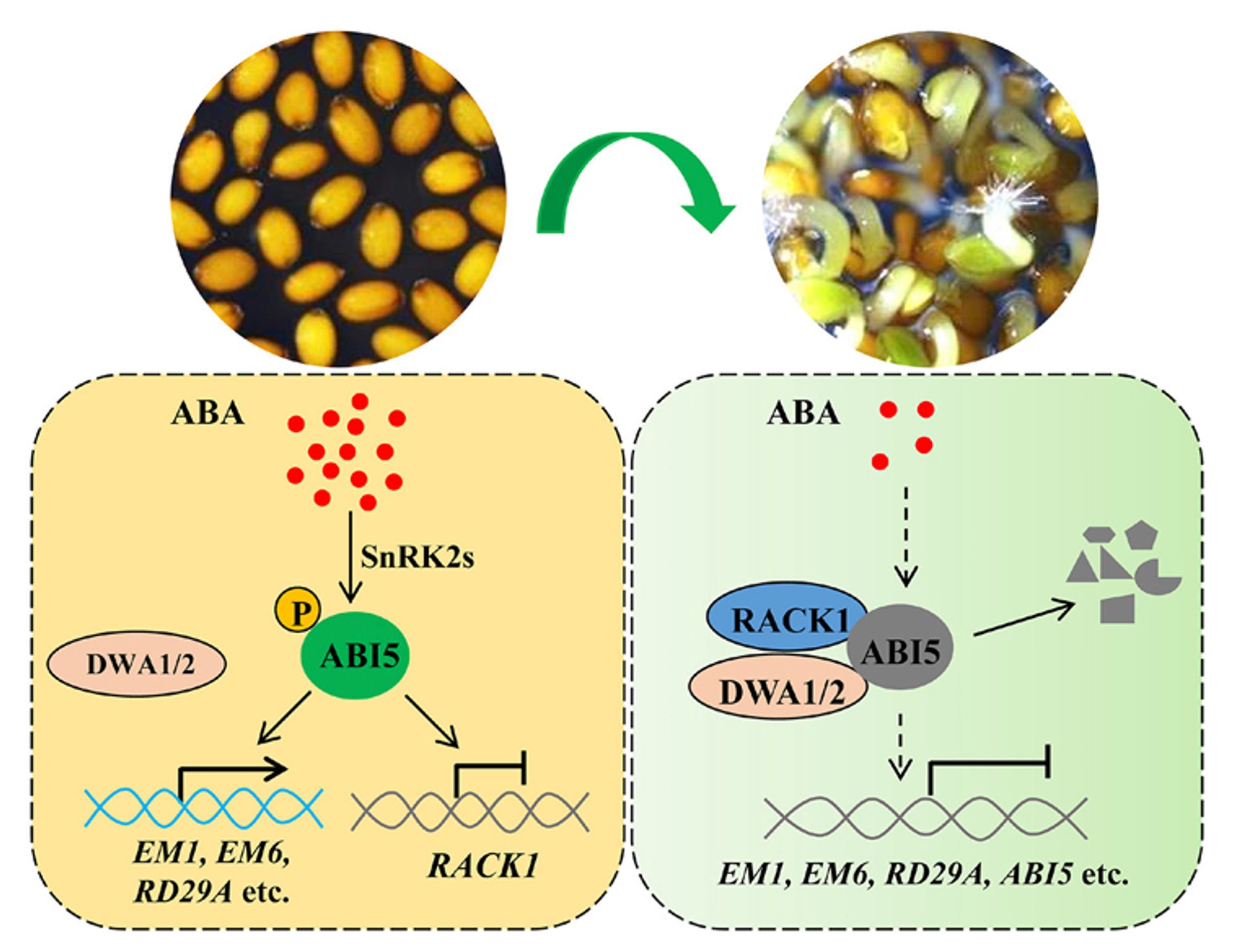 Working model for RACK1-mediated regulation of seed germination and the early stages of plant development. In the mature seeds where ABA is highly accumulated, ABI5 is induced and then phosphorylated by SnRK2 kinases to activate downstream signalling to active downstream genes including EM1 and EM6, and to repress RACK1; in the germinating seeds and seedlings where ABA rapidly decreases, RACK1 is induced through an unknown mechanism; increasing RACK1 can interact with phosphorylated ABI5 to reduce transcriptional activity of ABI5. In addition, RACK1 can also interact with DWA1/2, leading to degradation of ABI5 and consequently promotion of seed germination and seedling growth.