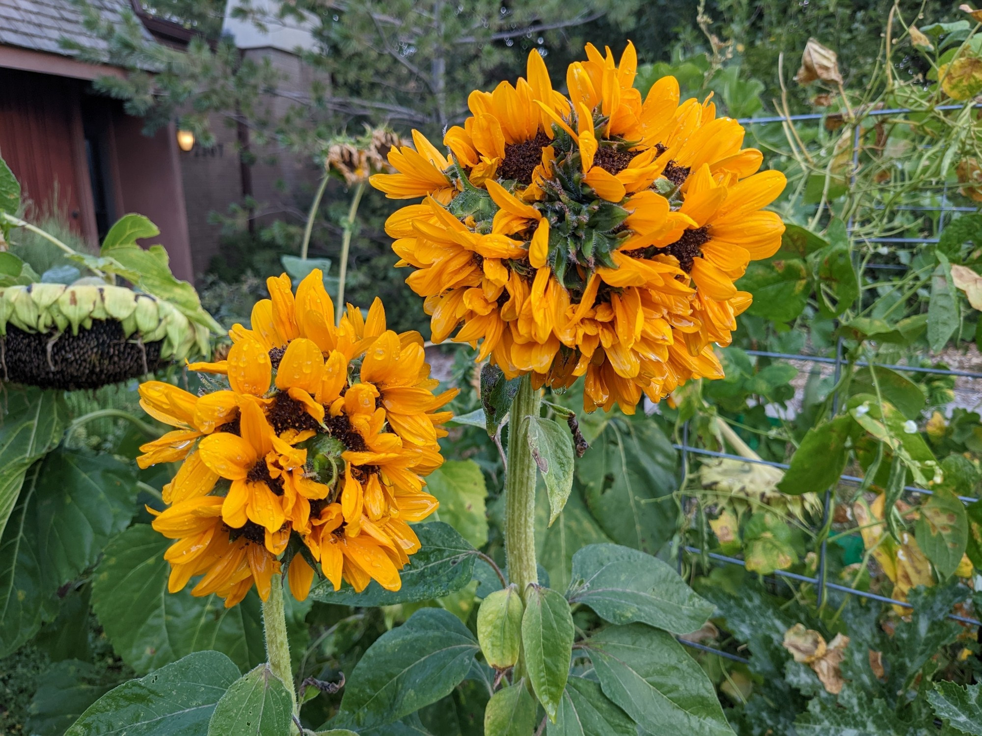 Two orange petaled fasciated sunflower heads from many fused blossoms. The two are strange balls of sunflower petals, typical center type growth, and green flower calixes smushed together in balls.