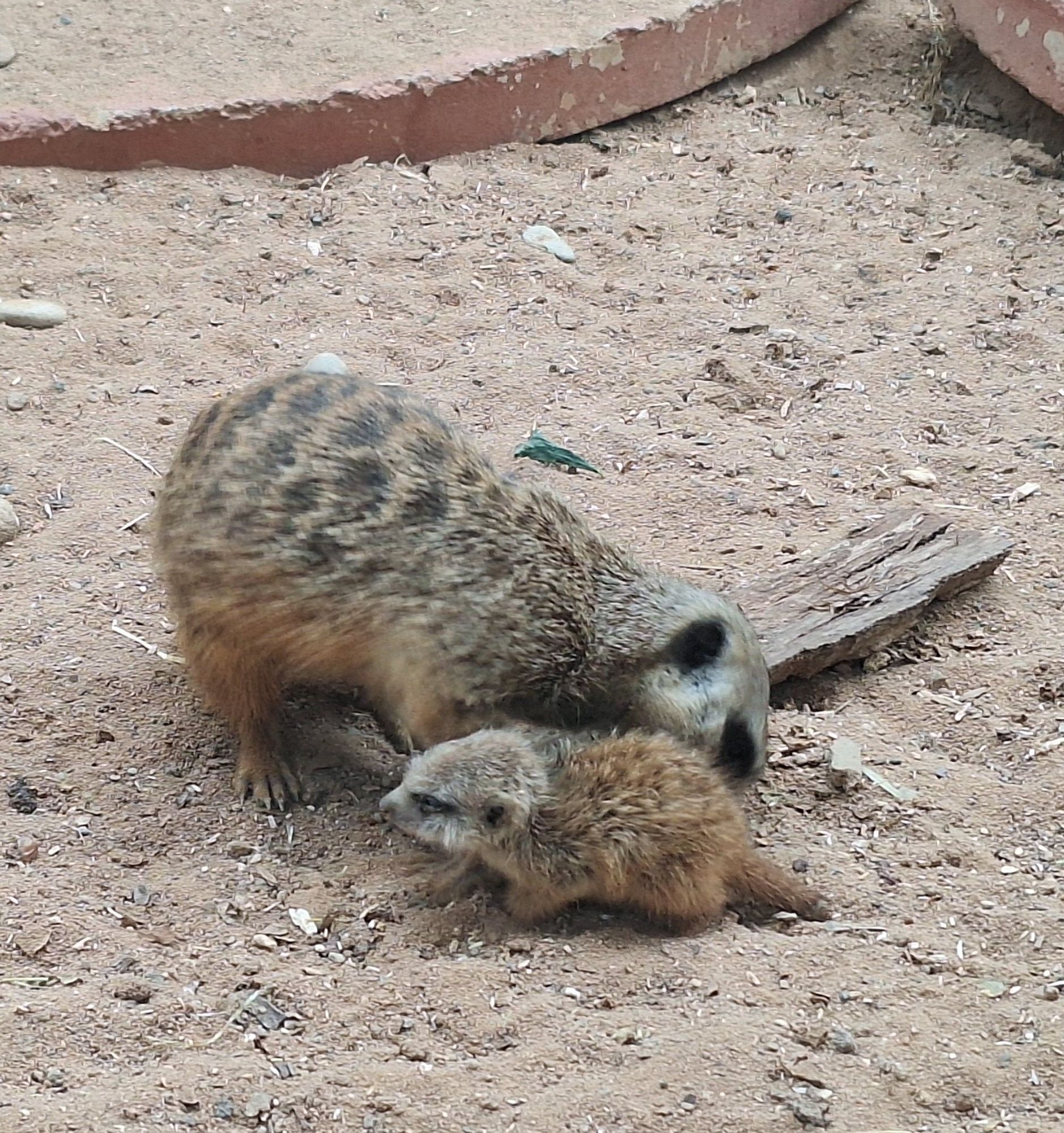 Erdmännchenbaby mit Mama