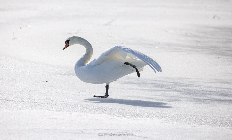 Kyhmyjoutsen venyttelee jäällä vasenta siipeään, saman puolen jalka ilmassa.