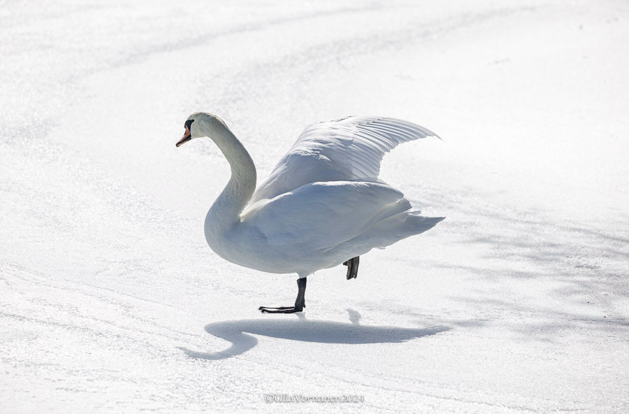 Kyhmyjoutsen venyttelee jäällä oikeaa siipeään, saman puolen jalka ilmassa.