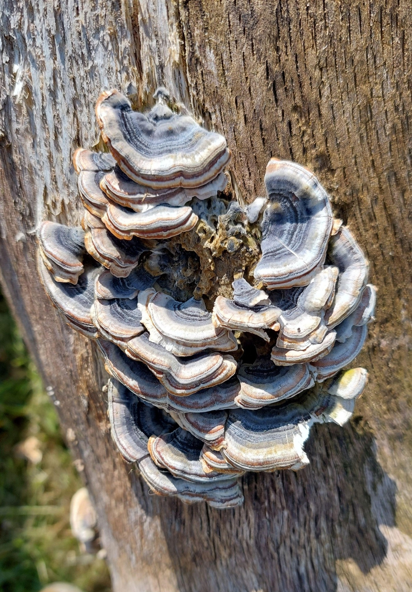 Fungus on a tree trunk