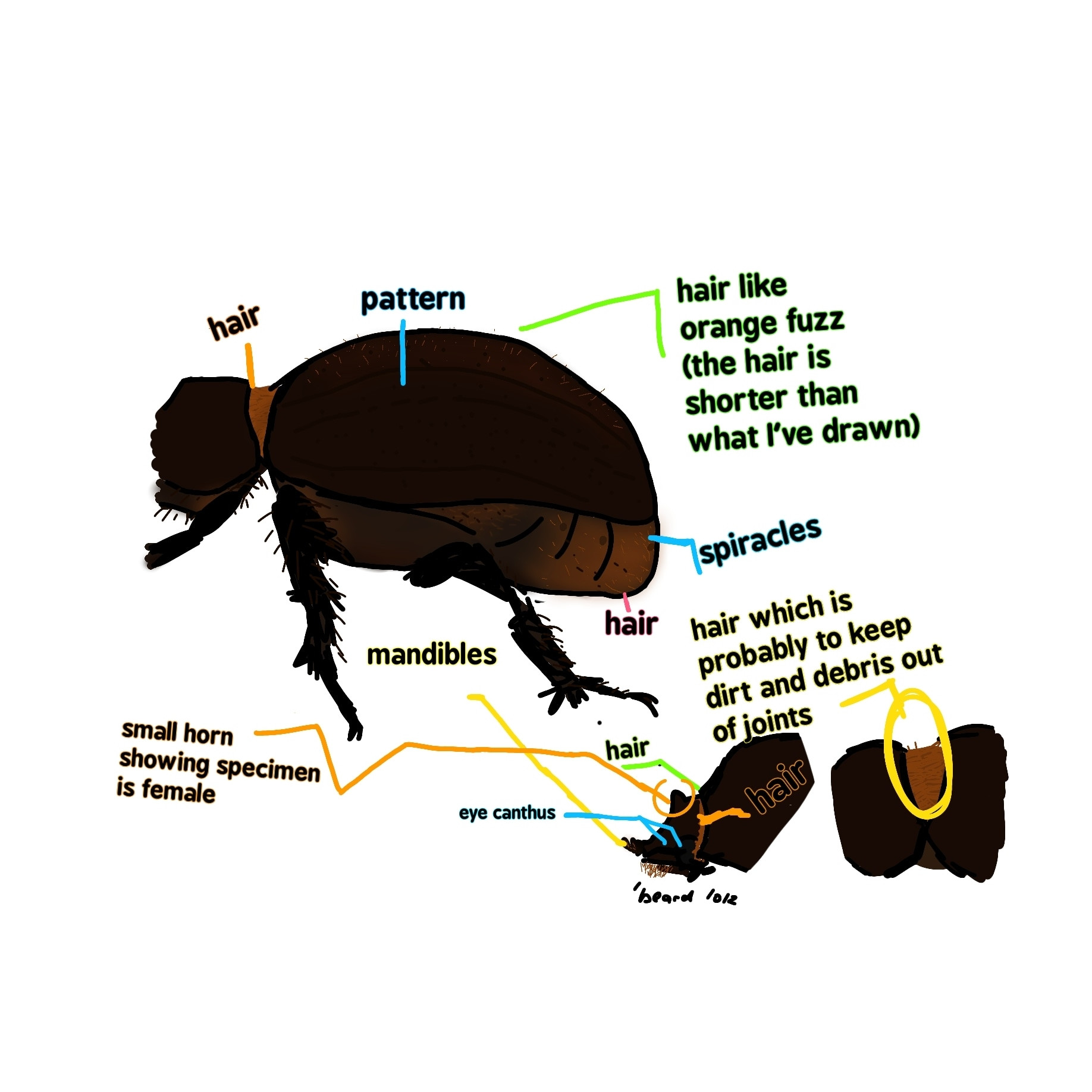 Drawing of female rhinoceros beetle plus descriptions of body, first orange text "hair", first blue text "pattern" first green text "hair like orange fuzz (the hair is shorter than what I've drawn)" second blue text "spiracles" first pink text "hair" first yellow text "hair which is probably to keep debris out of joints" second green "hair" second yellow "mandibles" third blue "eye canthus" second orange text "hair" third orange text "small horn showing specimen is female"