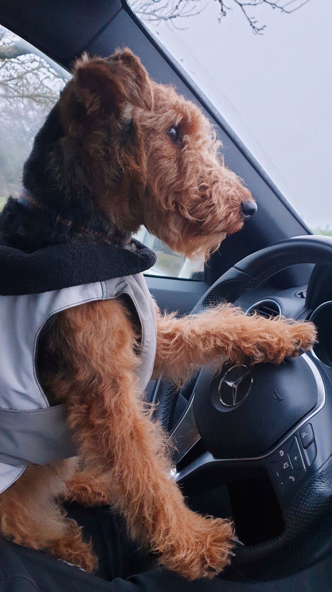 Ein kleiner brauner Zottelhund in einem grauen Mäntelchen sitzt im Auto, das linke Pfötchen auf dem Lenkrad, das rechte lässig weiter unten, wo die Schaltung sein könnte. Er sieht aufmerksam durch die Windschutzscheibe - man könnte meinen, erfährt Auto.