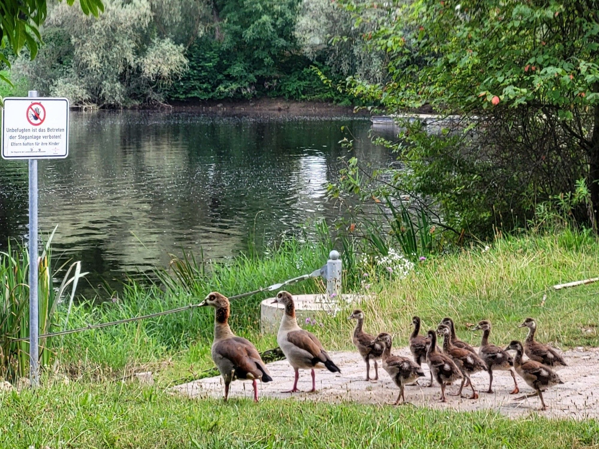 Ein Gänse-Elternpaar mit neun Küken am Ufer eines Gewässers, die Küken laufen artig hinter den Eltern. Links ein Verbotsschild, darauf steht: Unbefugten ist das Betreten der Steganlage verboten. Eltern haften für ihre Kinder!