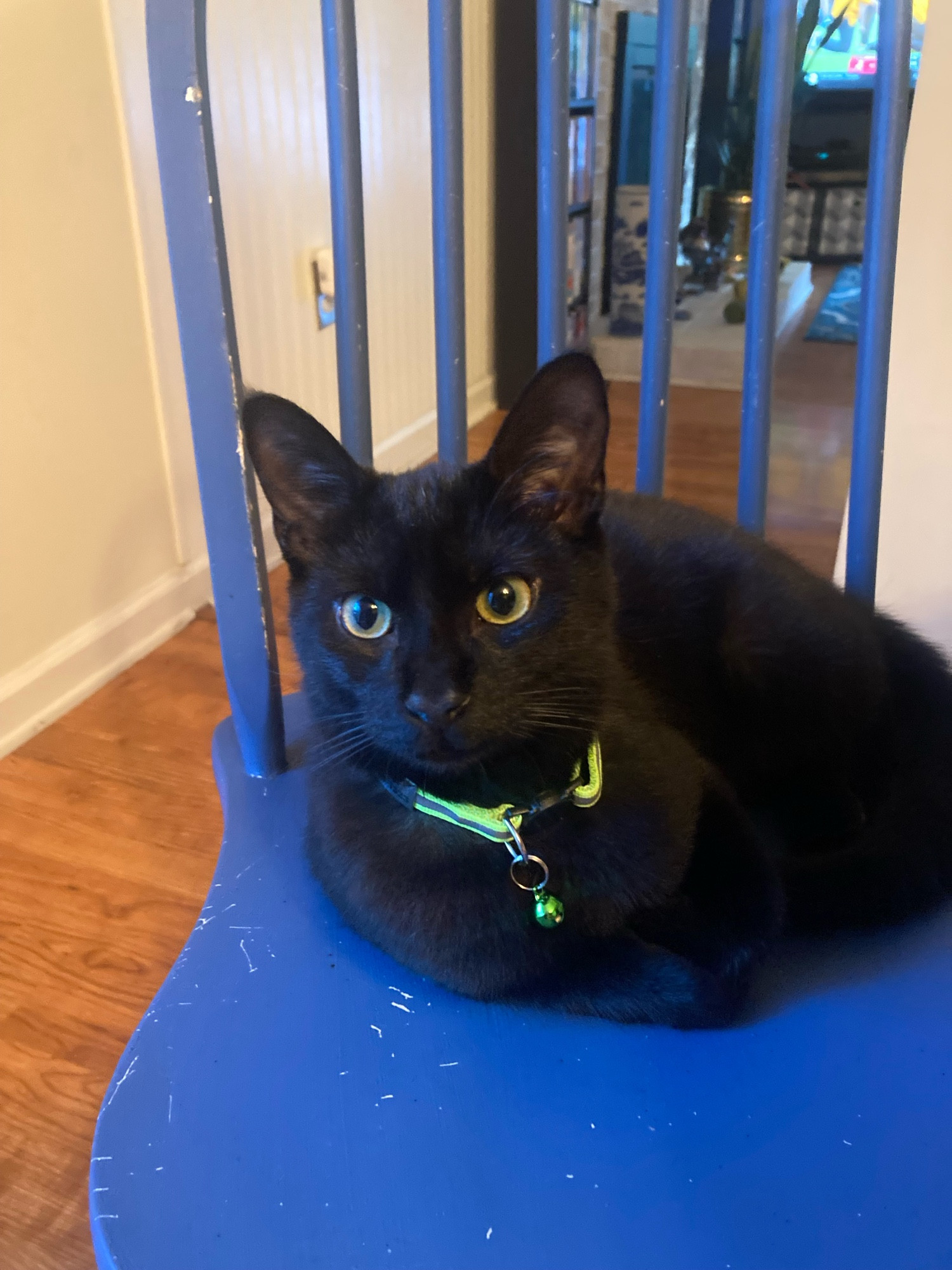 My cat, Dave, with a bright green collar, sitting on a blue chair.