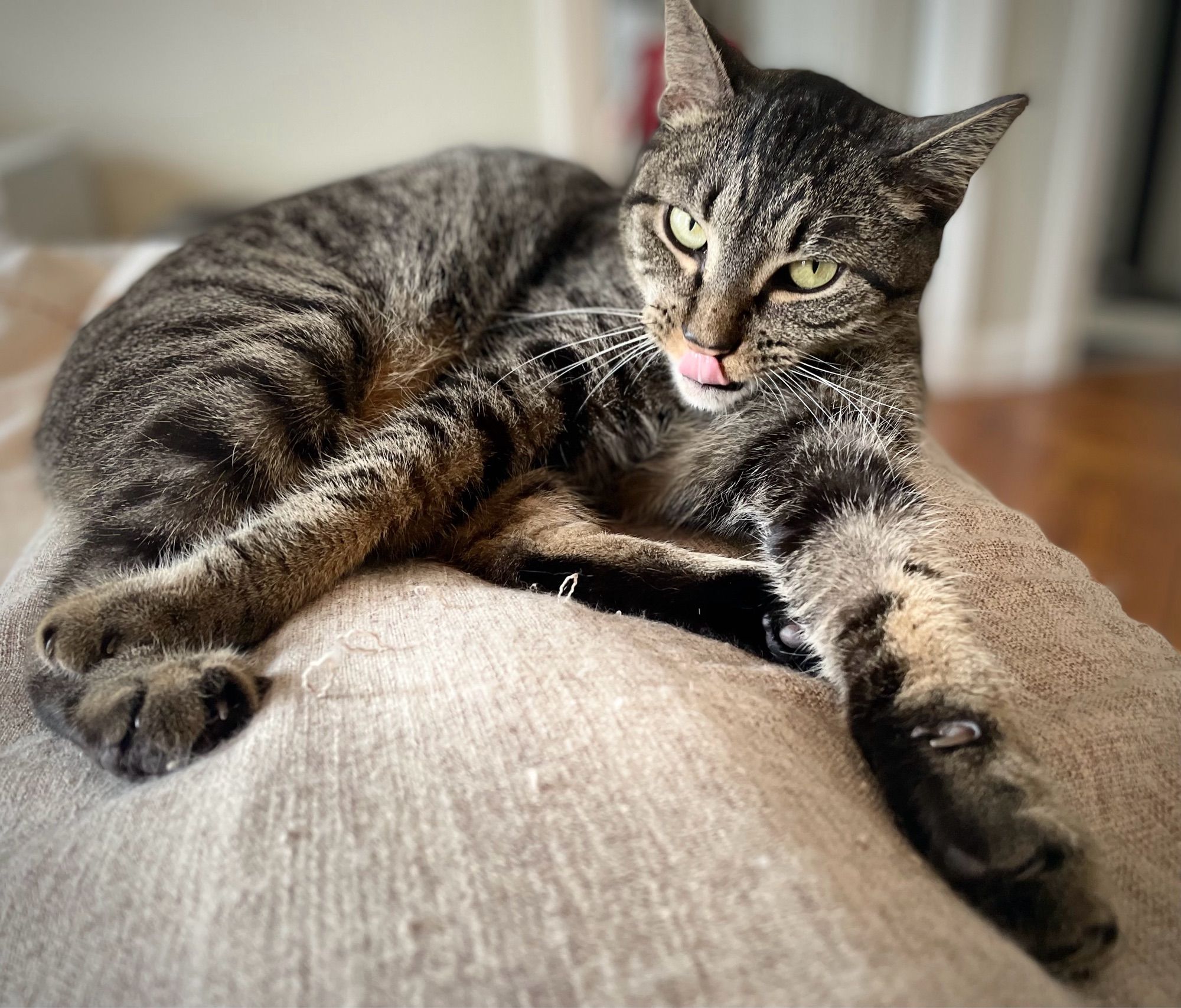 Tongue out, American Bobtail rescue kitty gives his owner that feed me or else look.