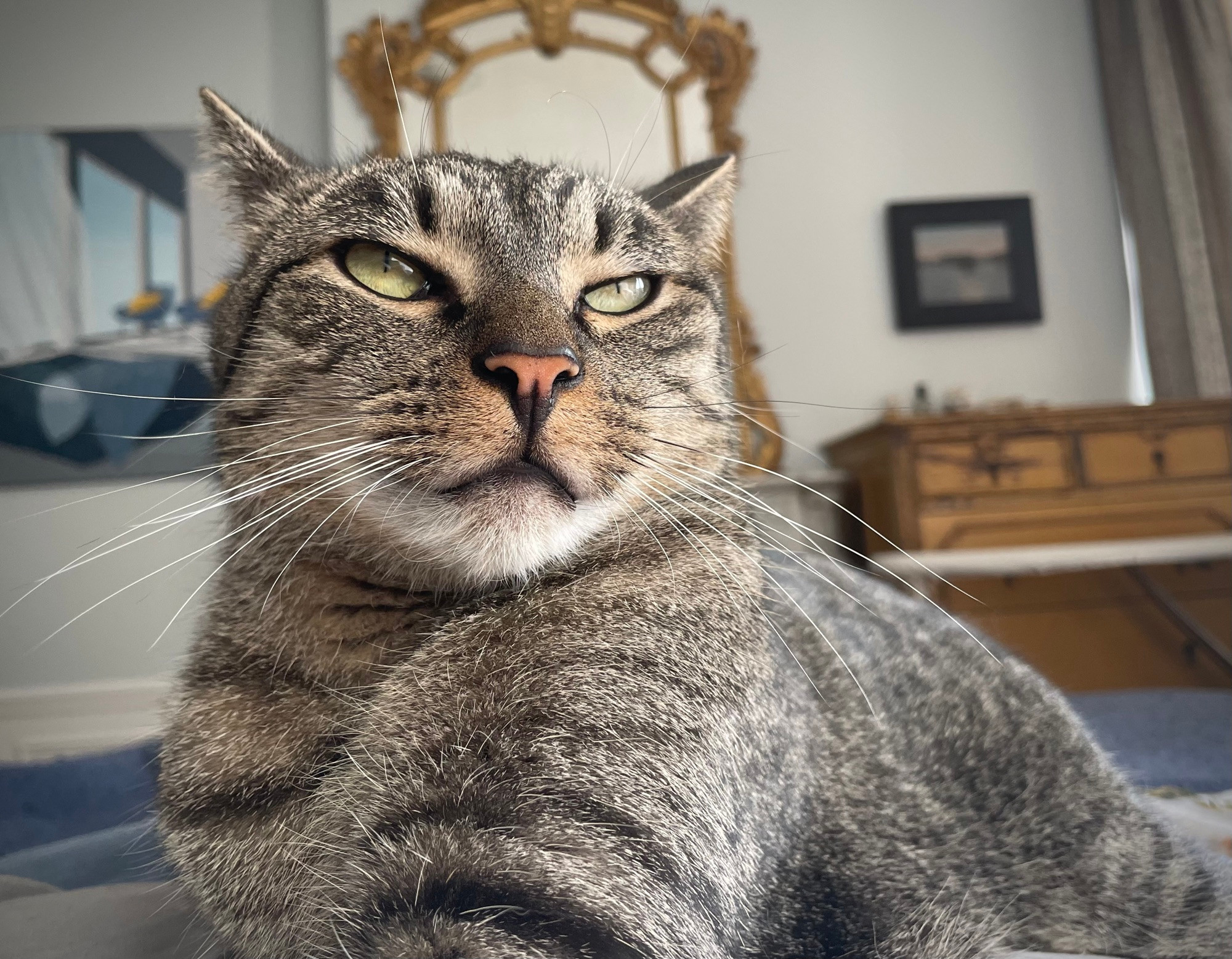 handsome American Bobtail rescue kitty displays his magnificent whiskers while squinting with imperious majesty in the late afternoon sunlight on a bed in Paris with gold mirror and paintings on a wall behind