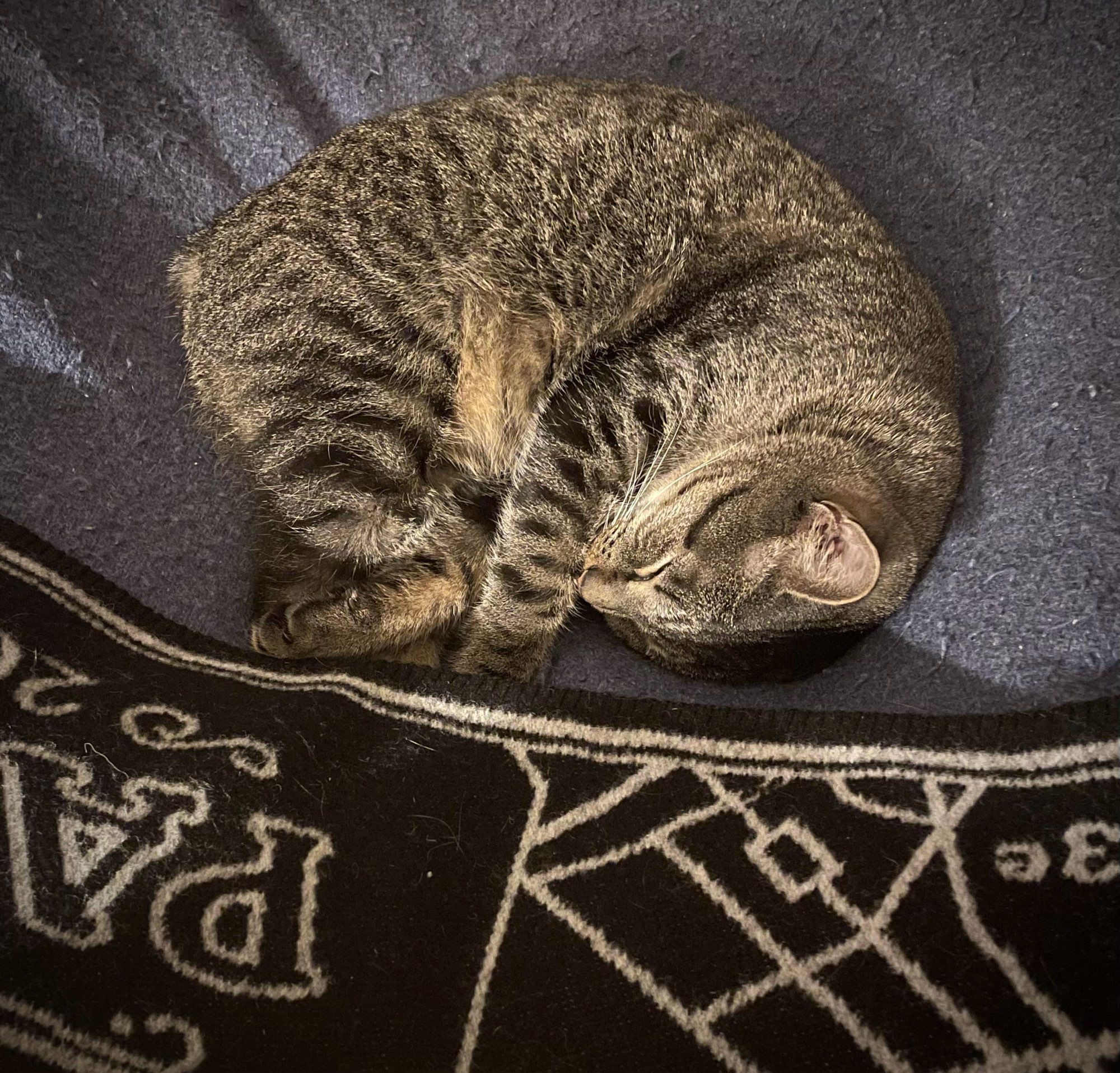 rescue American Bobtail kitty curled up next to a wool Paris blanket on the coldest night yet of his stay in France