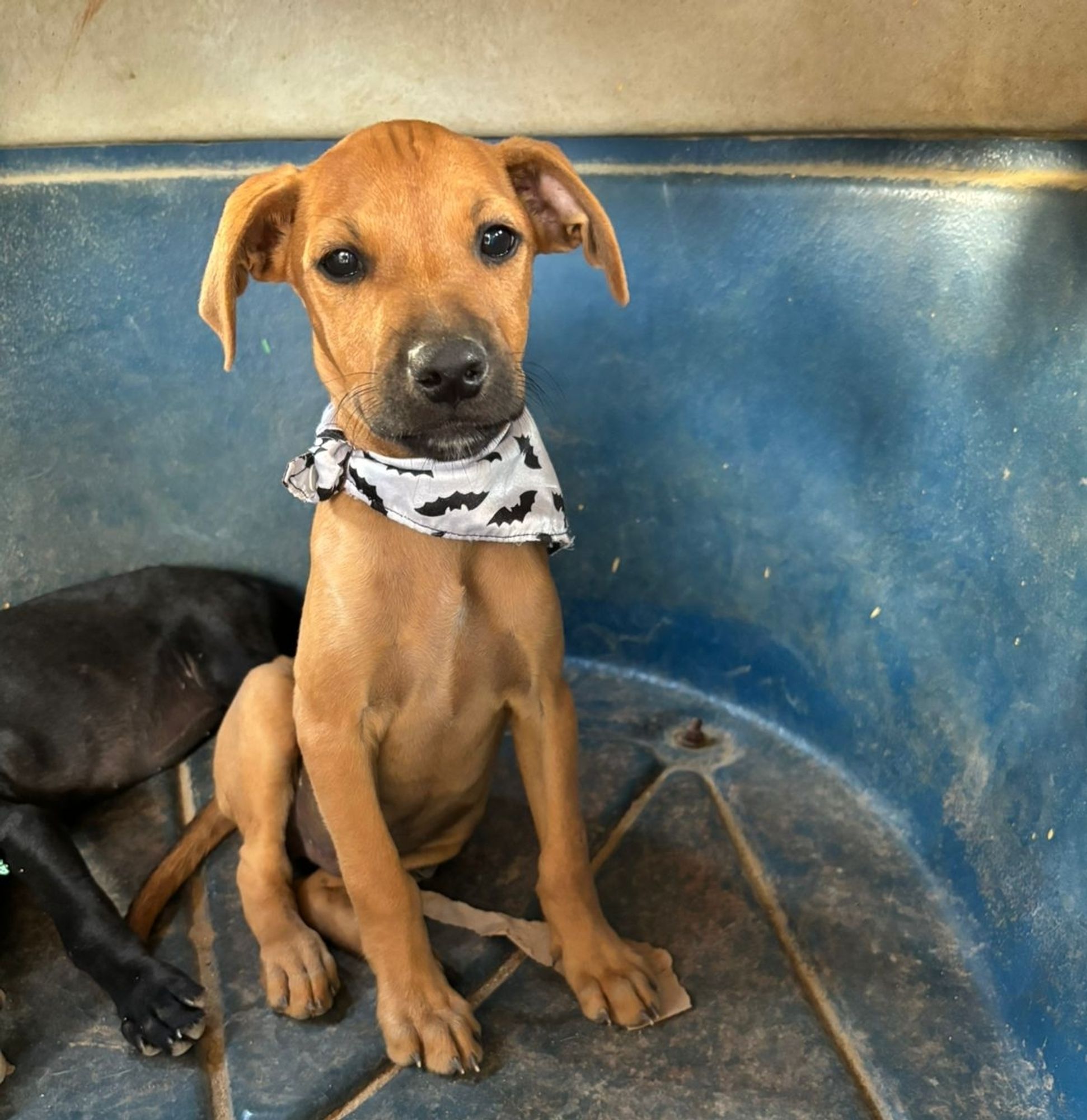 Cachorro viralata filhote de 3 meses caramelo sentado posando com uma bandana branca com detalhes pretos. Ao lado dele dorme outro filhote, preto. Ele está dentro de uma caixa de transporte espaçosa da cor azul.