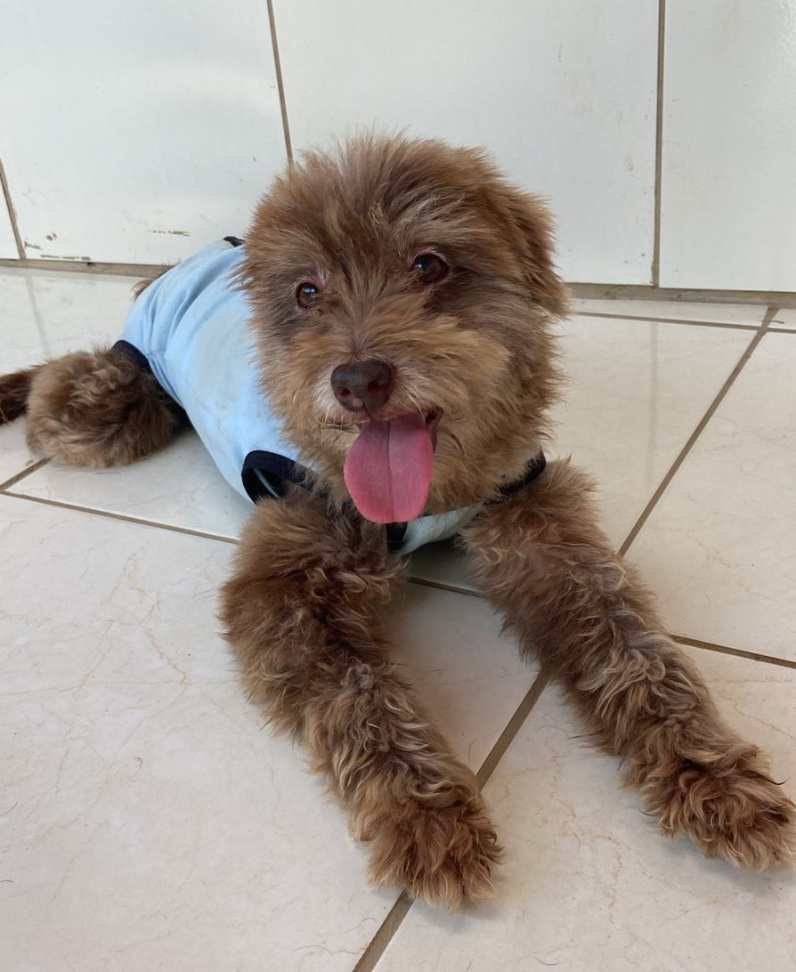 Cachorro felpudo tipo shitzu marrom chocolate deitado no chão com a língua de fora. Ele veste uma roupinha azul.