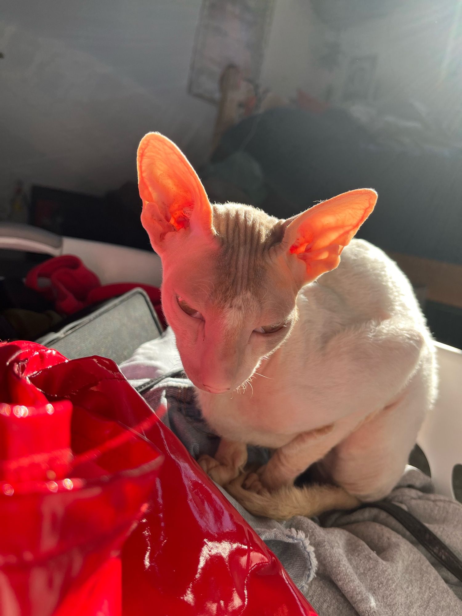 close up photo of my roommate’s cat Lady, a Cornish Rex. she is cream colored and her ears are glowing pink in direct sunlight