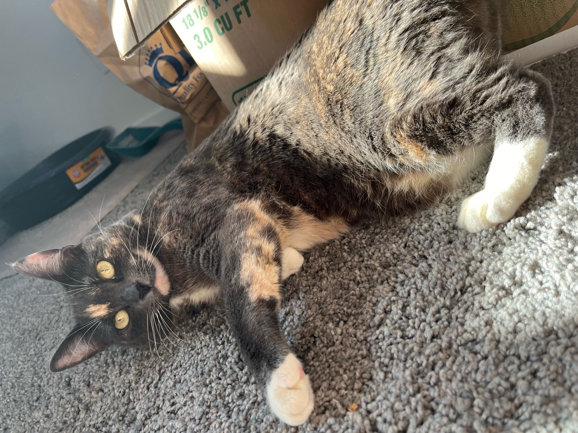 sideways pic of my cat Vodalian on the floor looking cute and silly. he is a Dilute Tortie