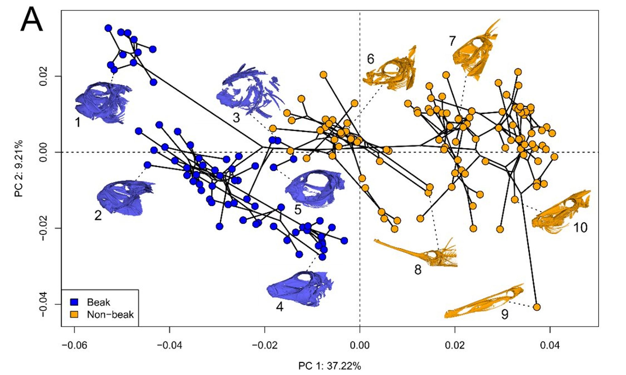 Phylomorphospace of 176 tetraodontiform species, depicting which species have beaks (in blue) and which do not (orange)