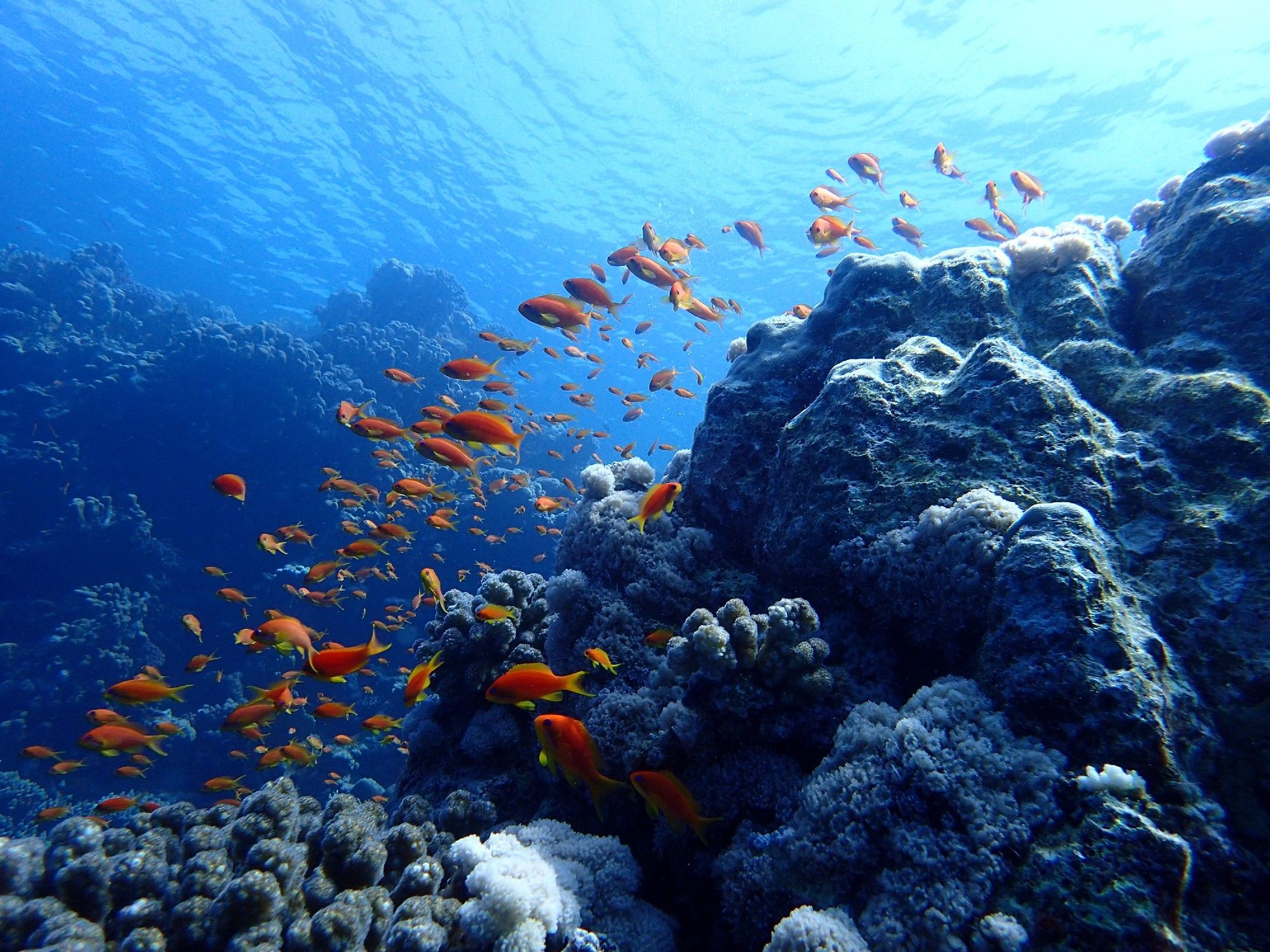 A coral reef scene with orange anthias fishes