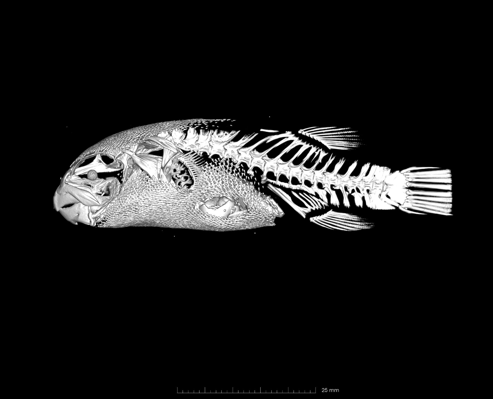 A CT scan of a freshwater pufferfish