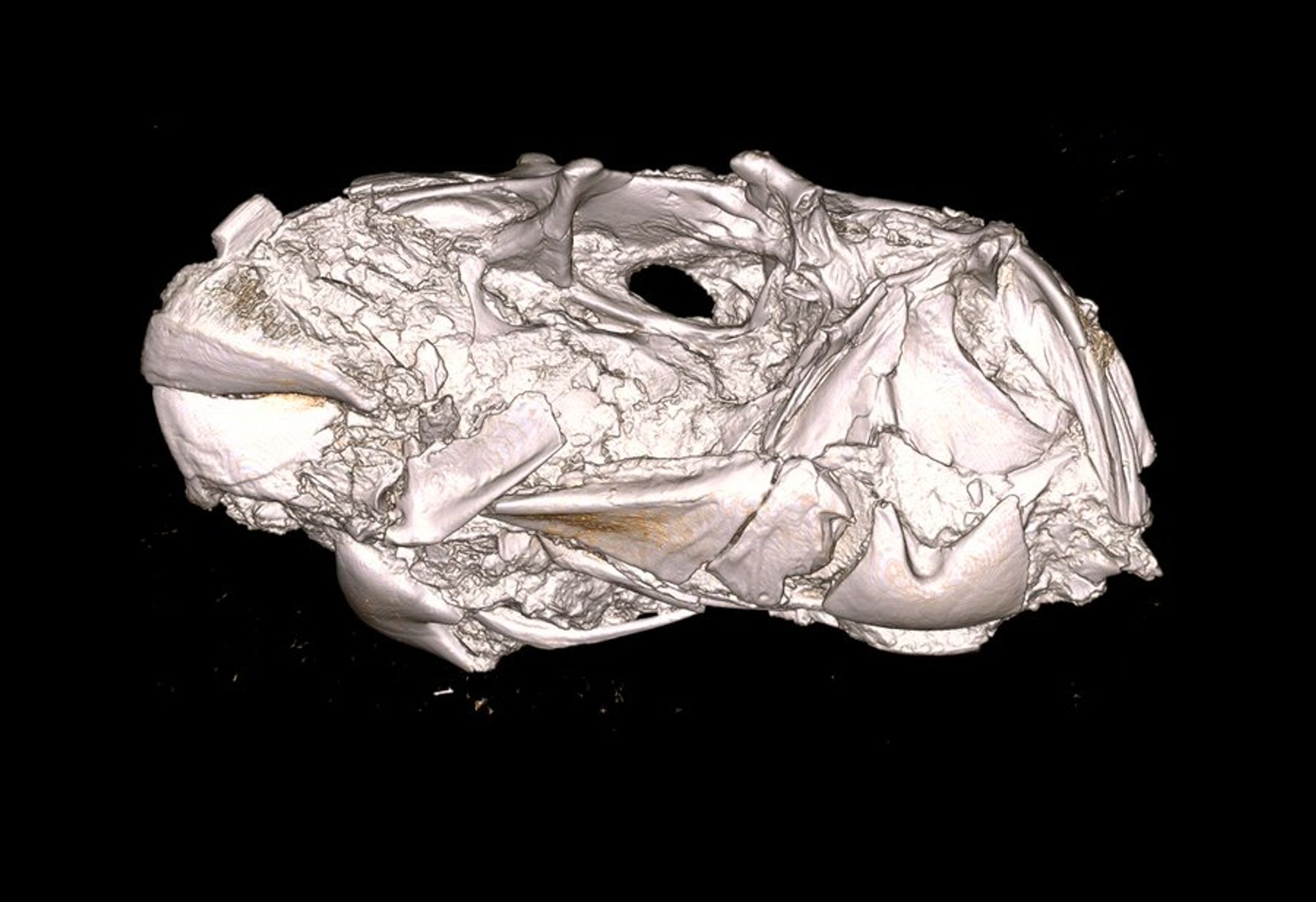 A CT Scan of a fossil pufferfish